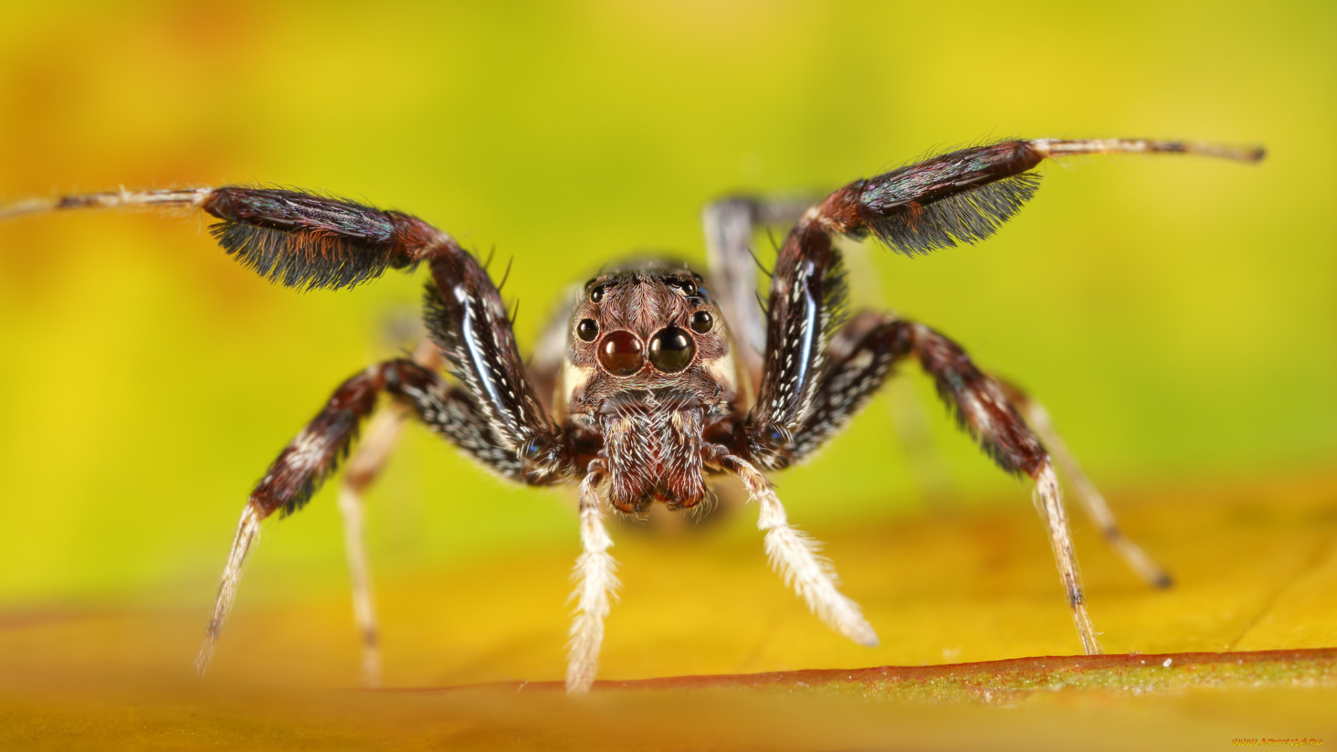 природа насекомое паук животные загрузить