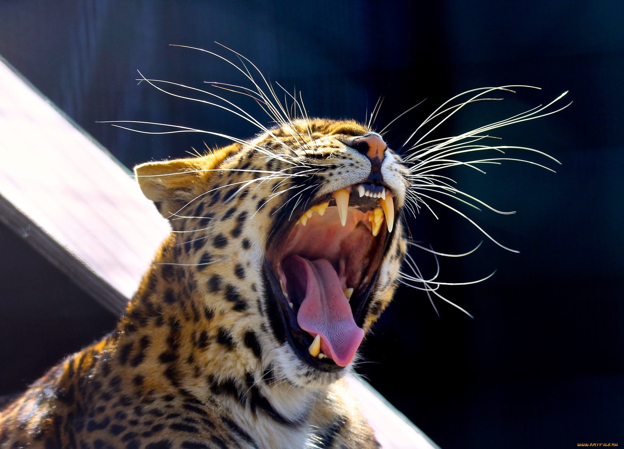 животные, леопарды, амурский, хищник, морда, зевает, пасть, клыки, язык, усы