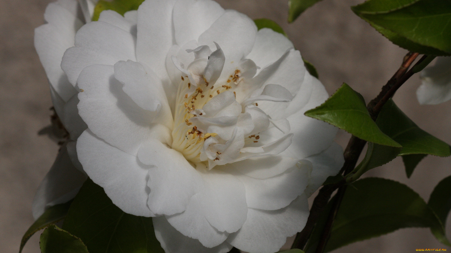 цветы, камелии, leaf, кустарник, camellia, цветение, бутон, листья, камелия, shrubs, flowering, bud