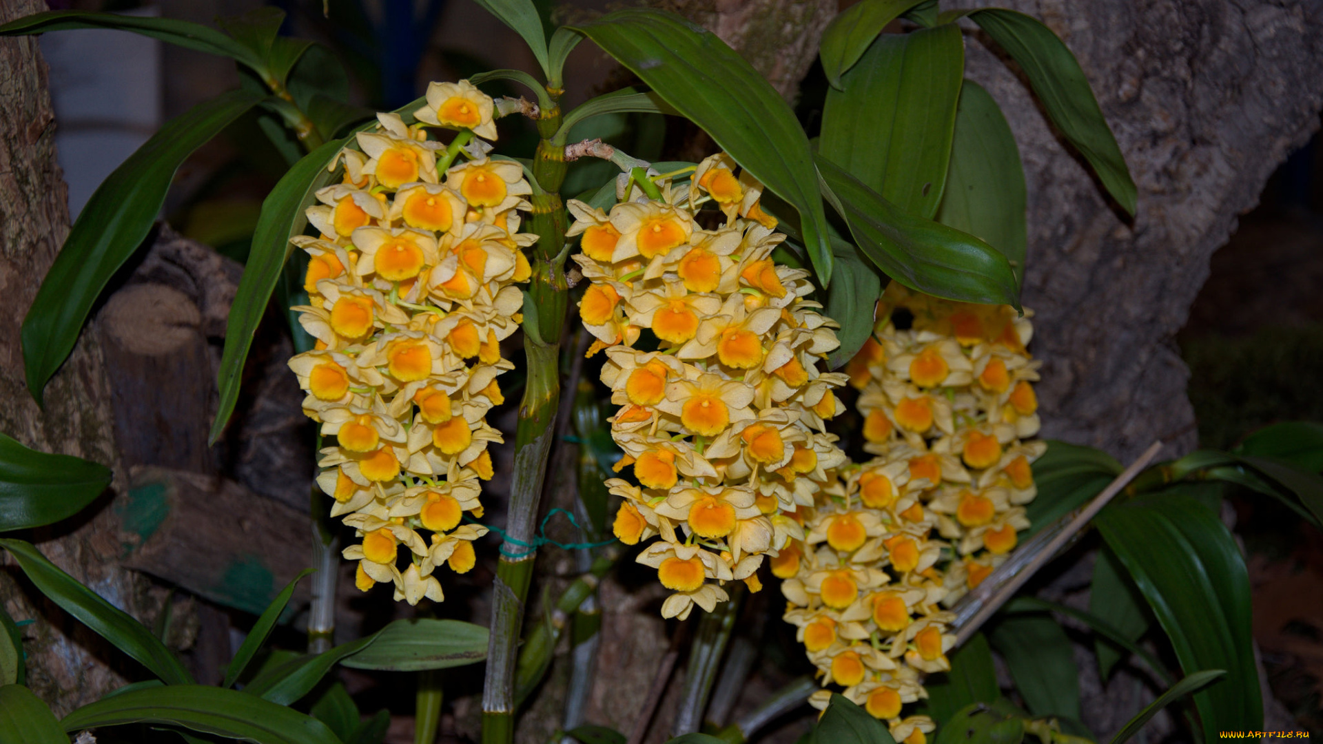 цветы, орхидеи, цветение, flowers, flowering, orchids