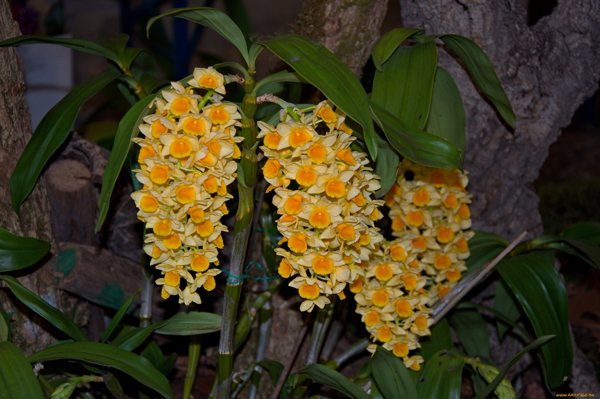 цветы, орхидеи, цветение, flowers, flowering, orchids