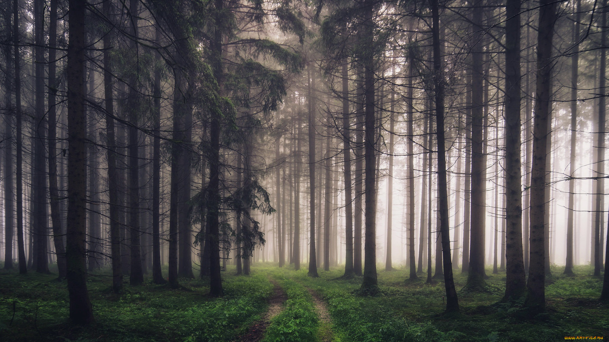 природа, лес, туман, дорога