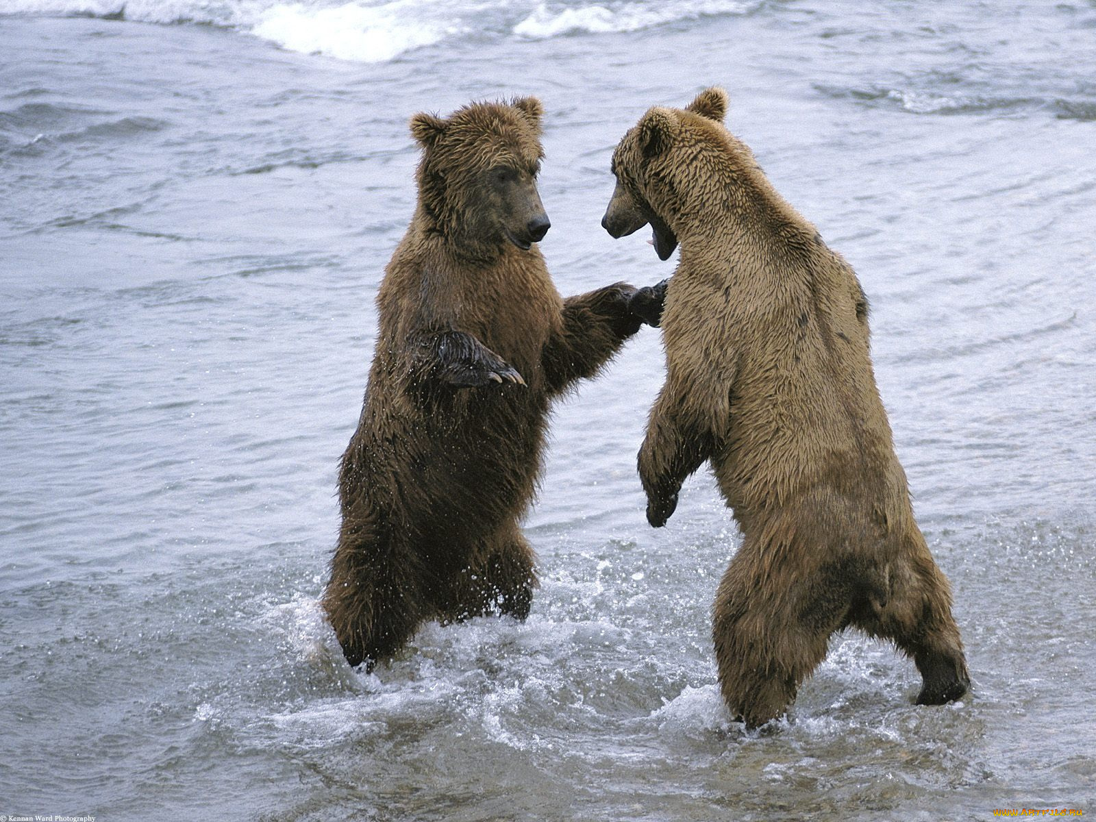 bear, boxing, животные, медведи