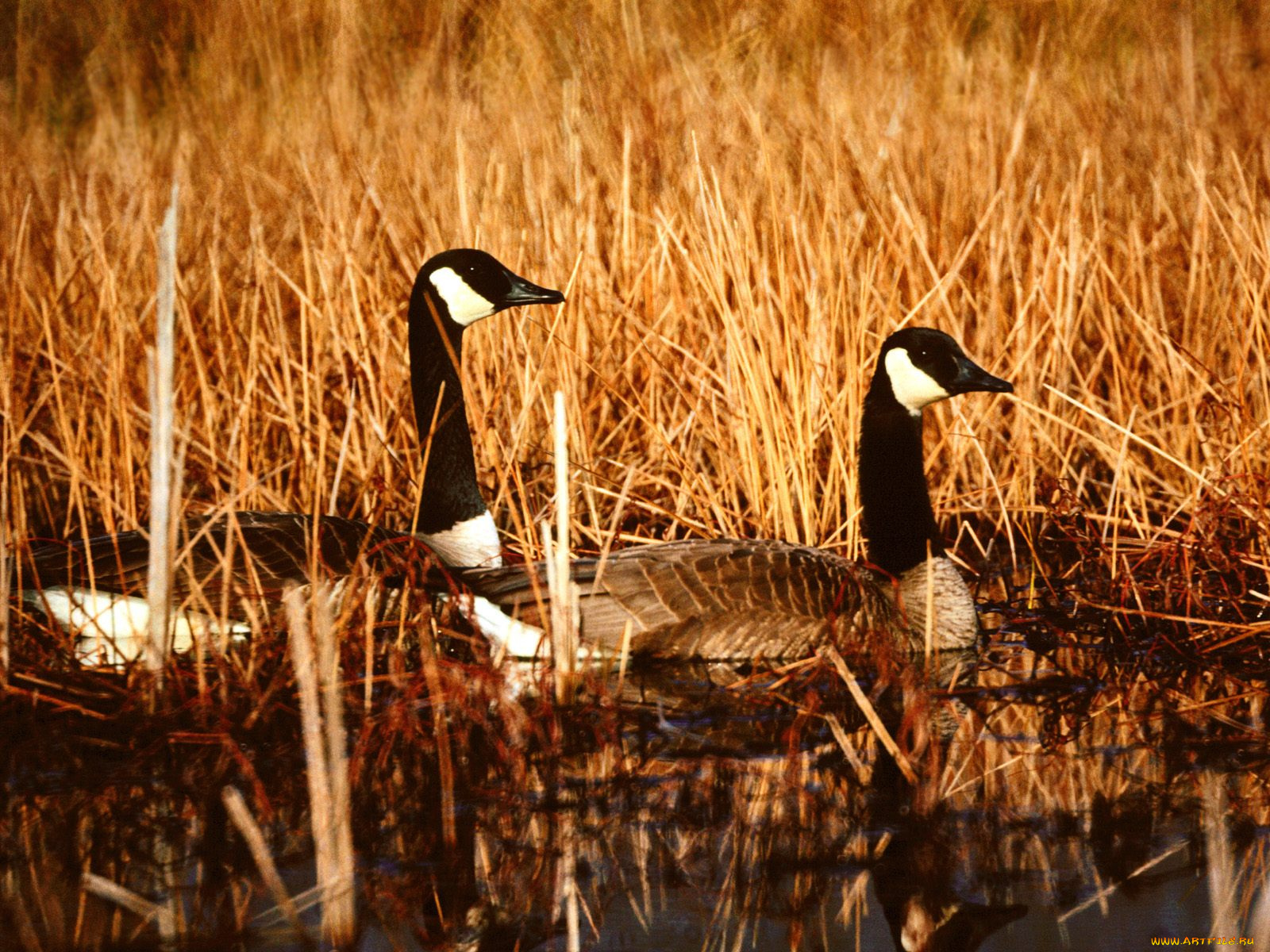 canadian, geese, seymour, indiana, животные, гуси