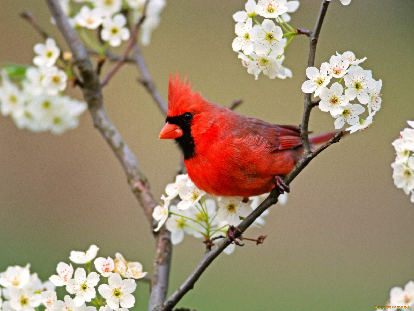cardinal, among, pear, tree, blossoms, животные, кардиналы