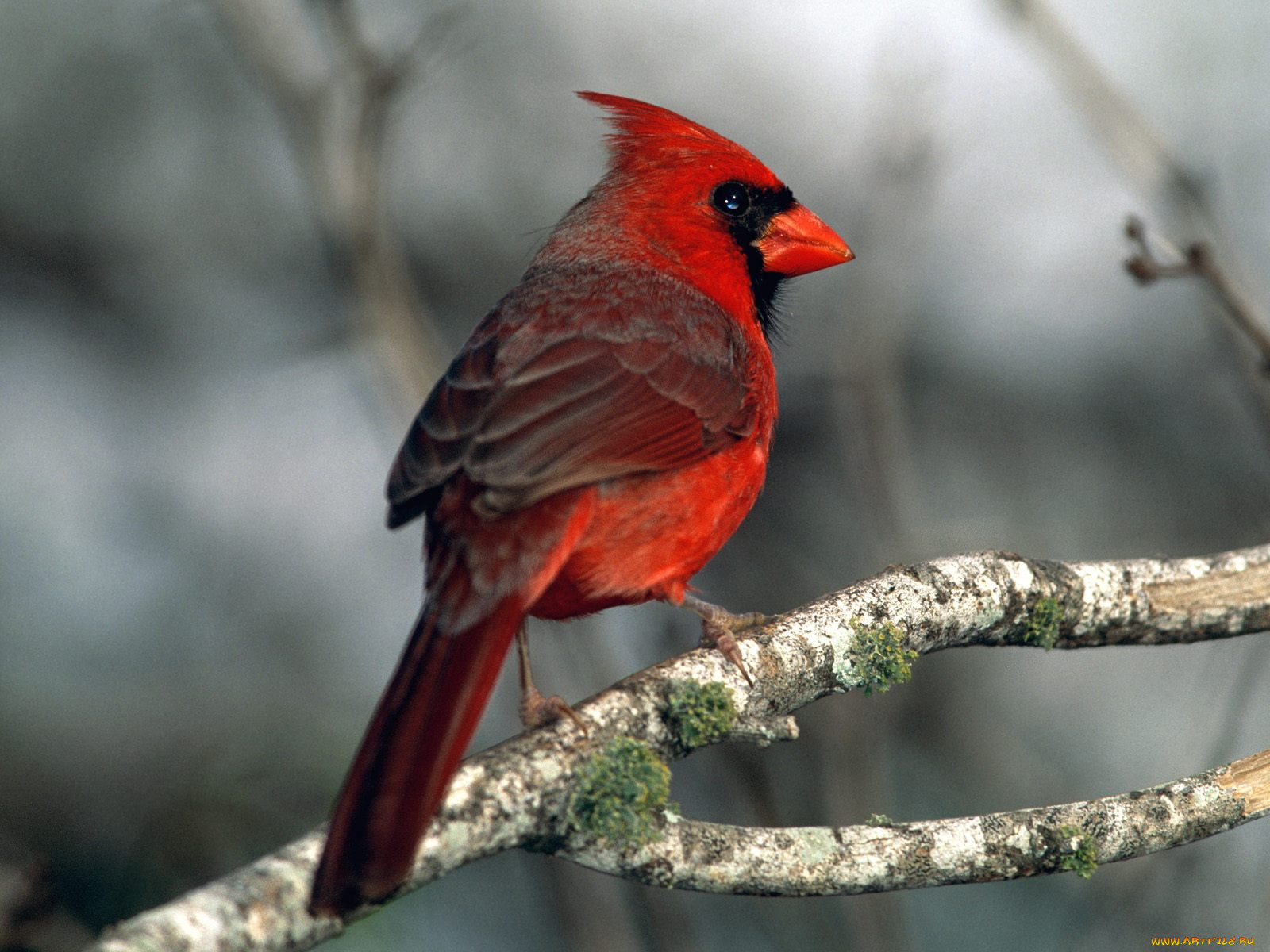 cardinal, животные, кардиналы