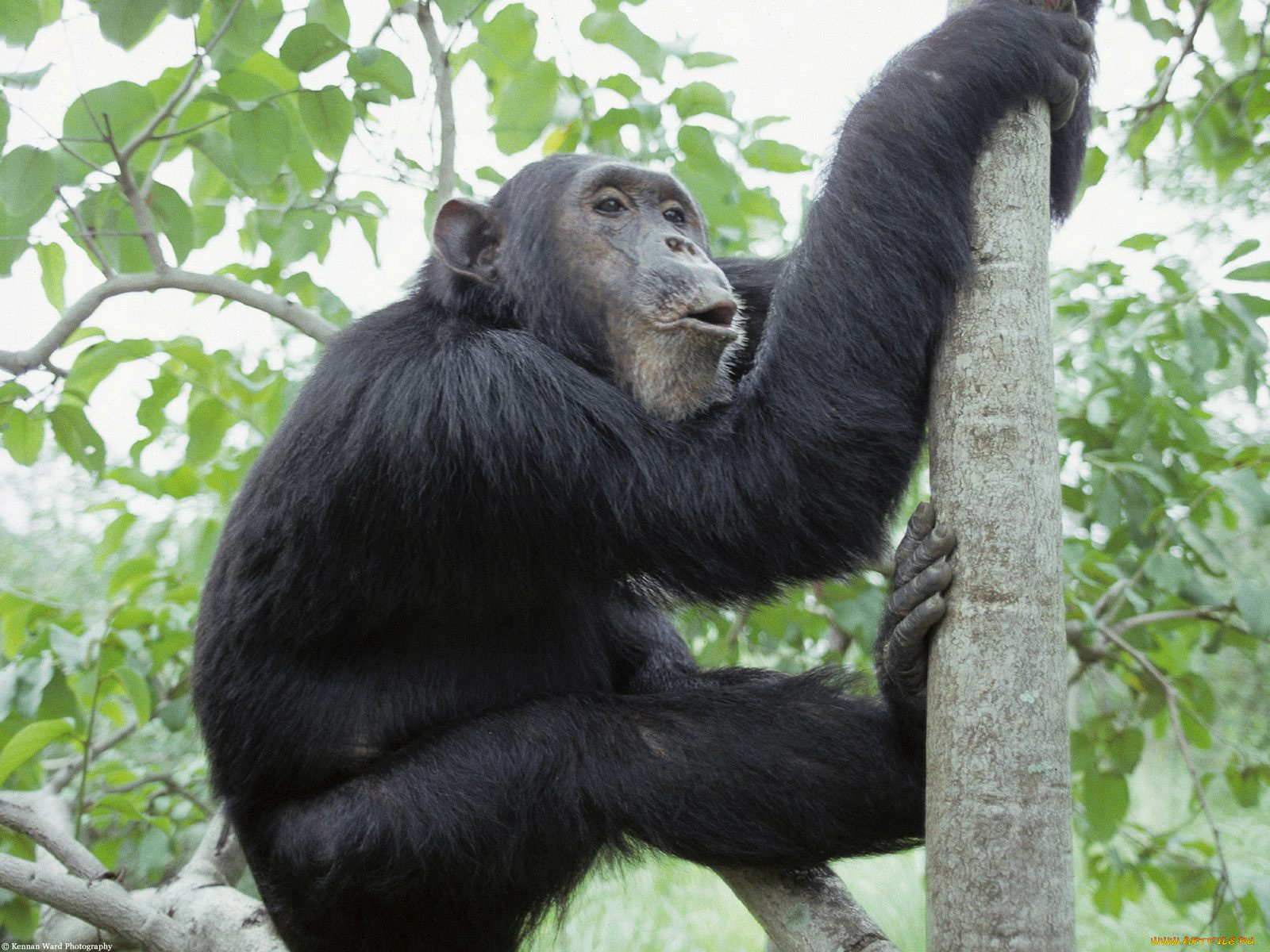 chimpanzee, gombe, national, park, tanzania, africa, животные, обезьяны