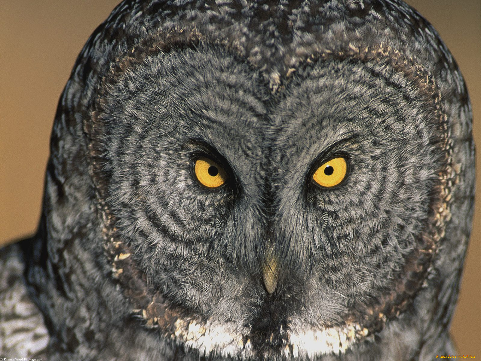 eyes, have, it, great, grey, owl, животные, совы
