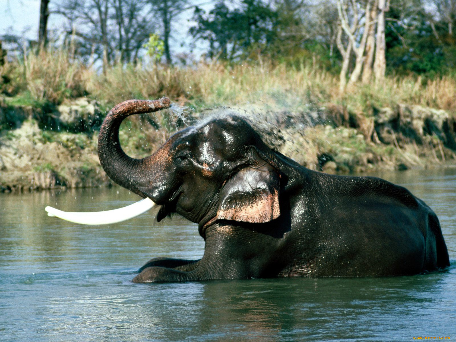 слон в воде загрузить