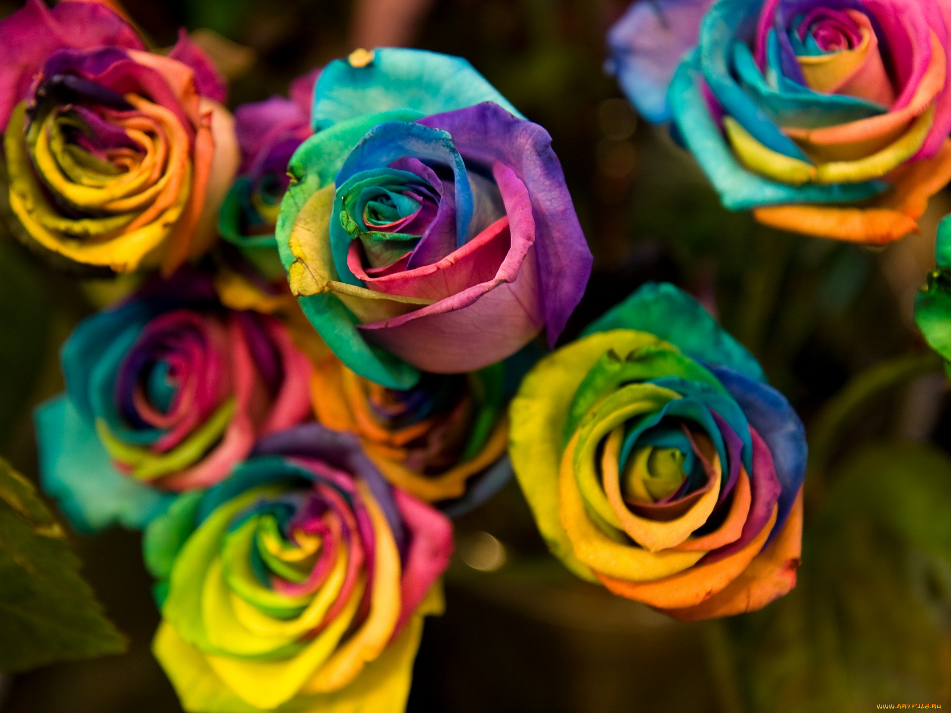 Настоящие разноцветные цветочки