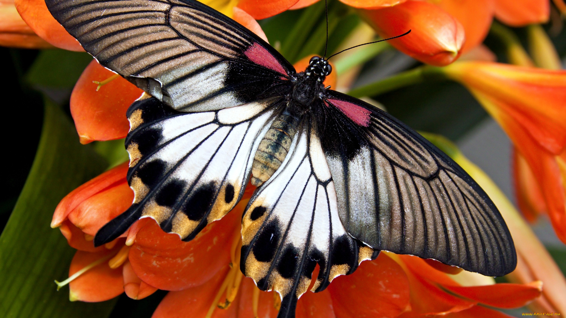 животные, бабочки, крылья, пестрый, цветы