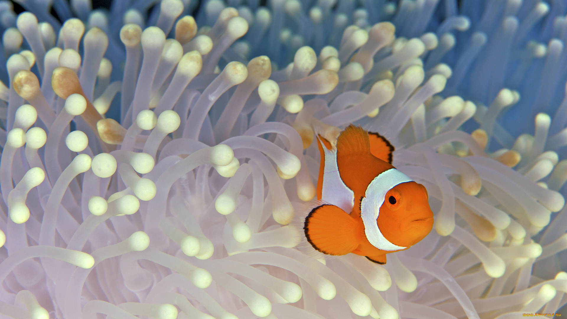 животные, рыбы, anemonefish, clownfish