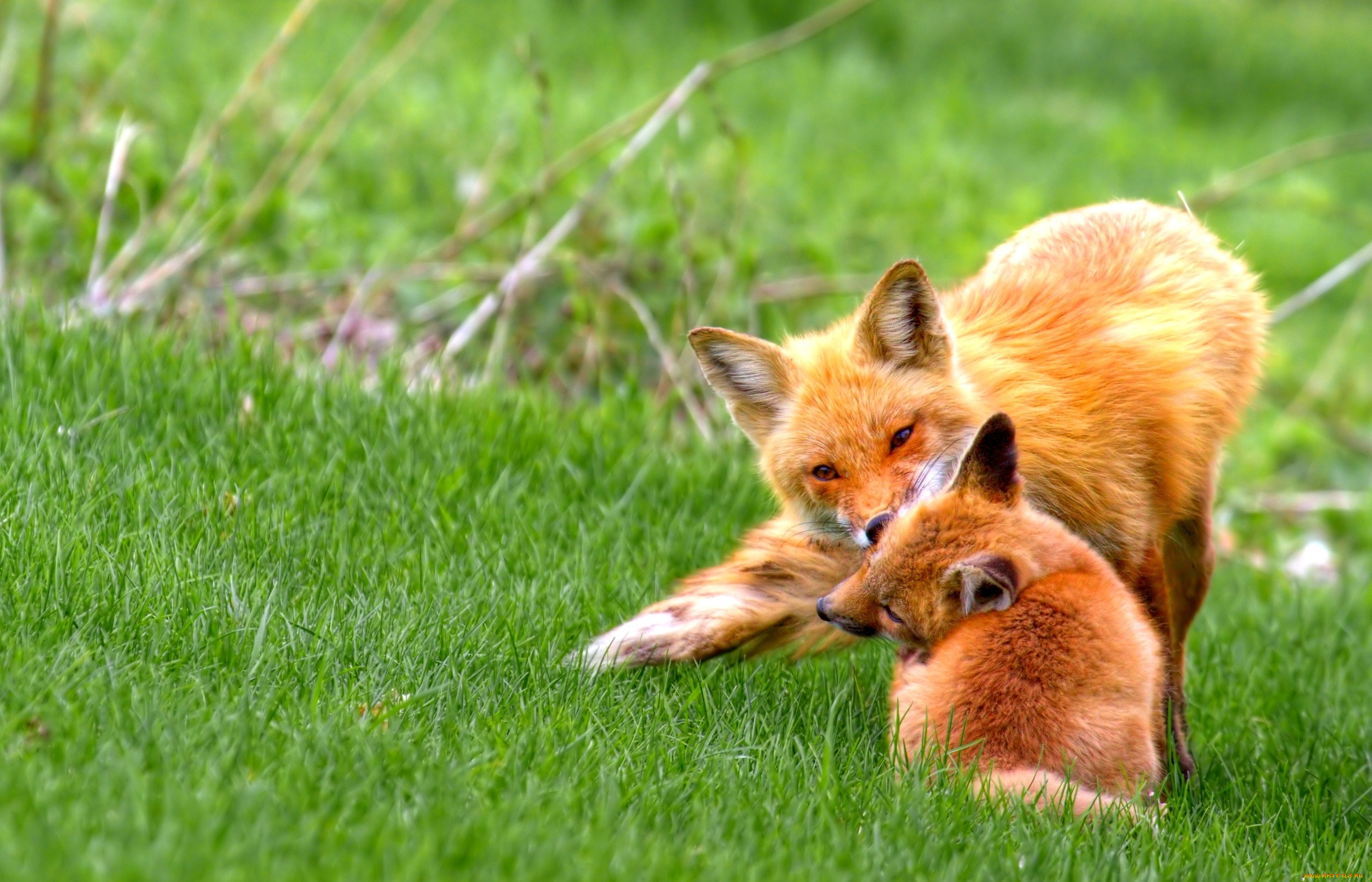Read foxes. Лиса. Лиса с лисятами. Лето животные. Лиса летом.
