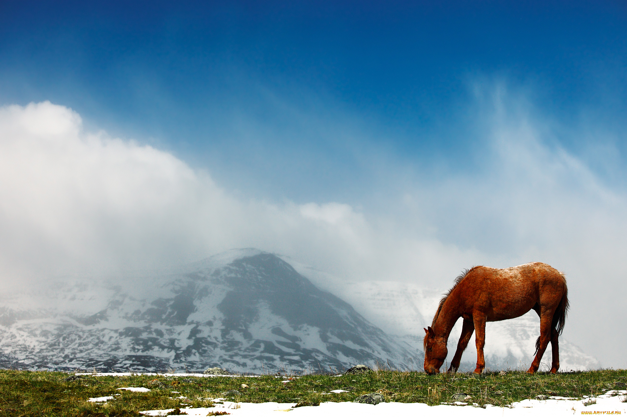 животные, лошади, горы