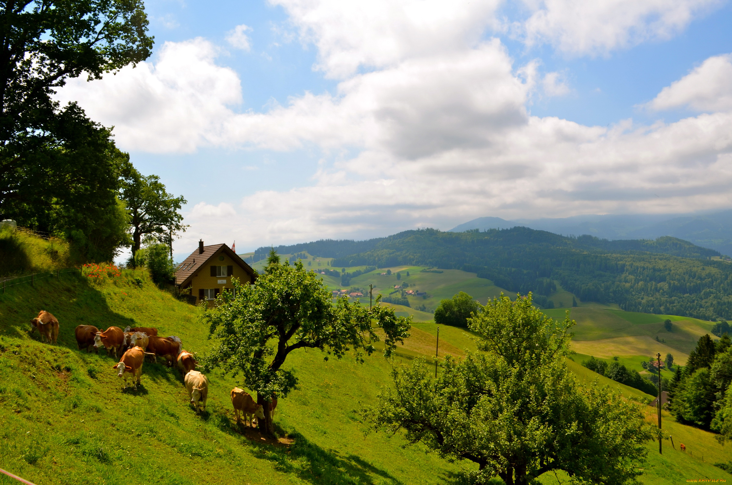 switzerland, природа, пейзажи, луга, коровы, дом