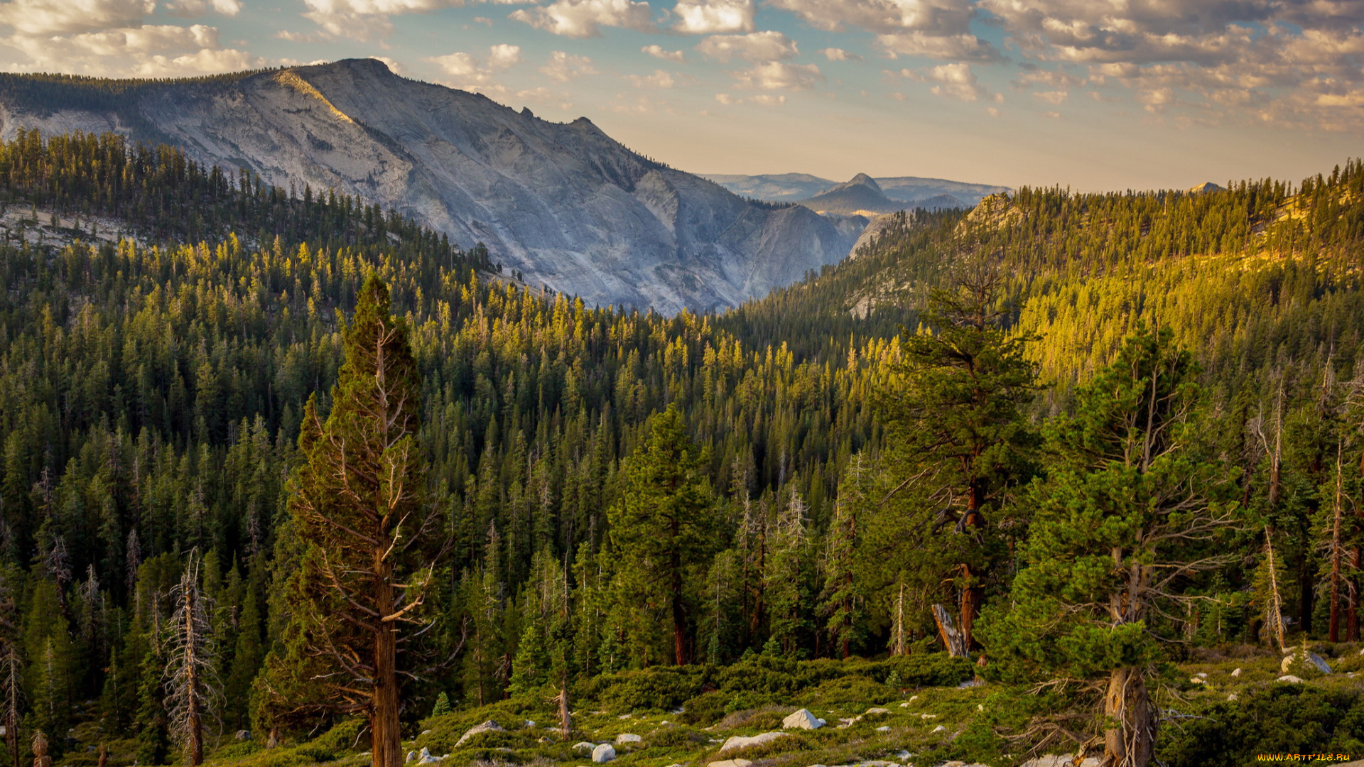 california, yosemite, national, park, природа, горы, лес