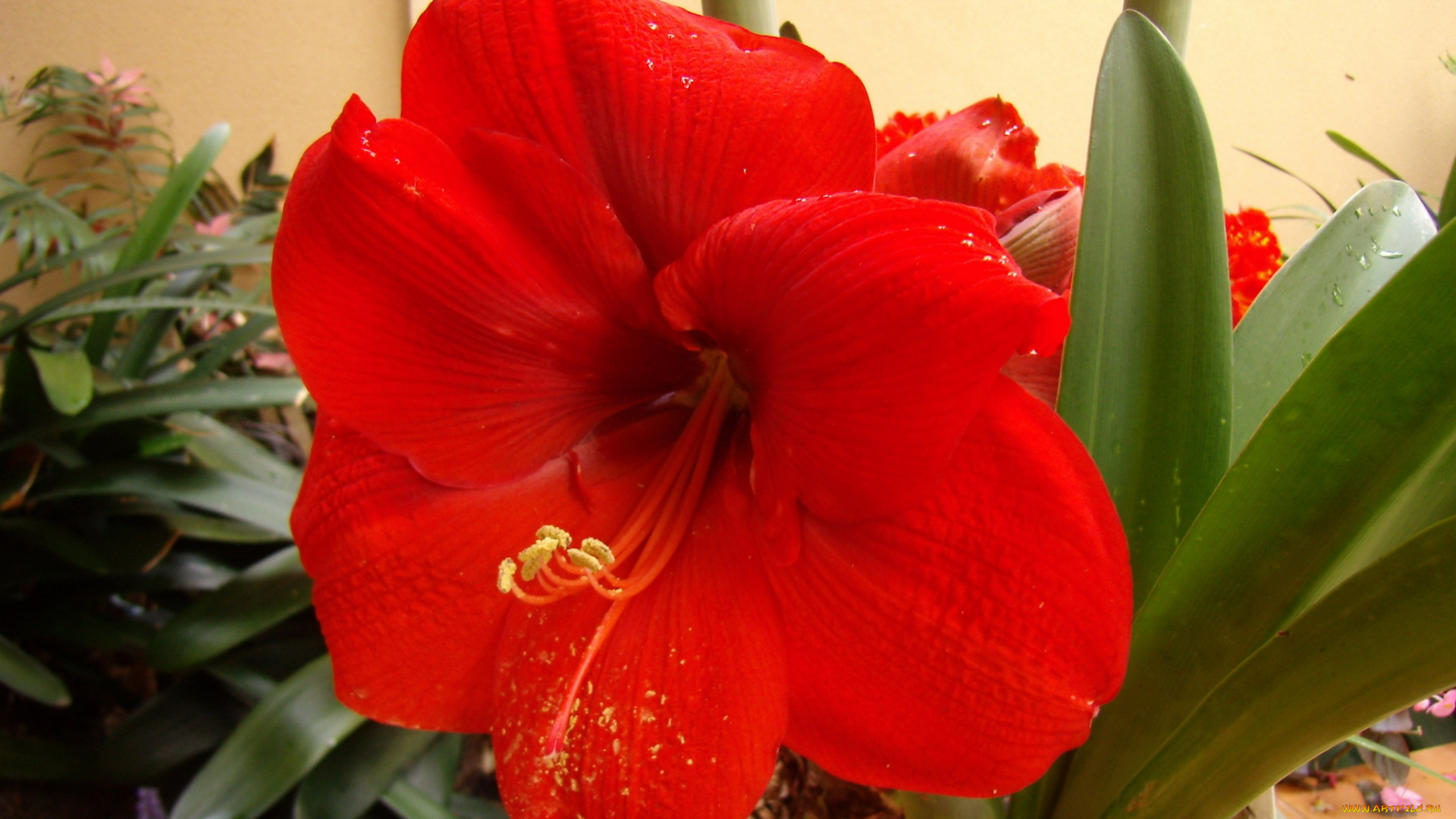 цветы, амариллисы, гиппеаструмы, amaryllis