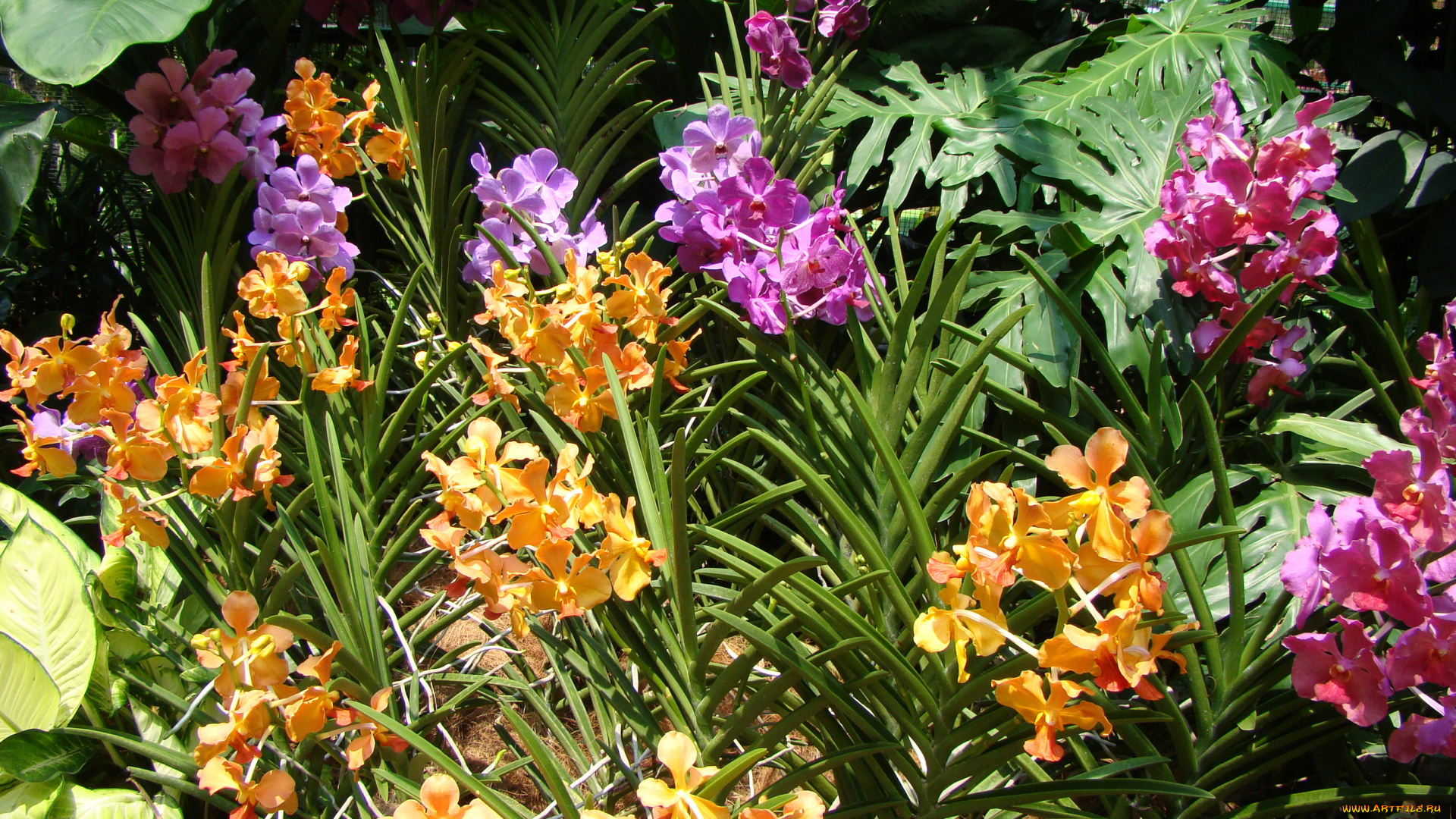 цветы, орхидеи, сад