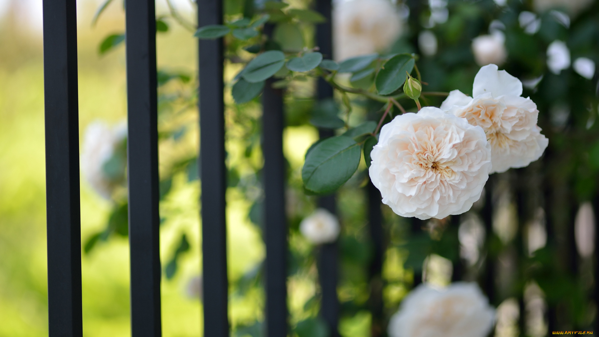 цветы, розы, забор