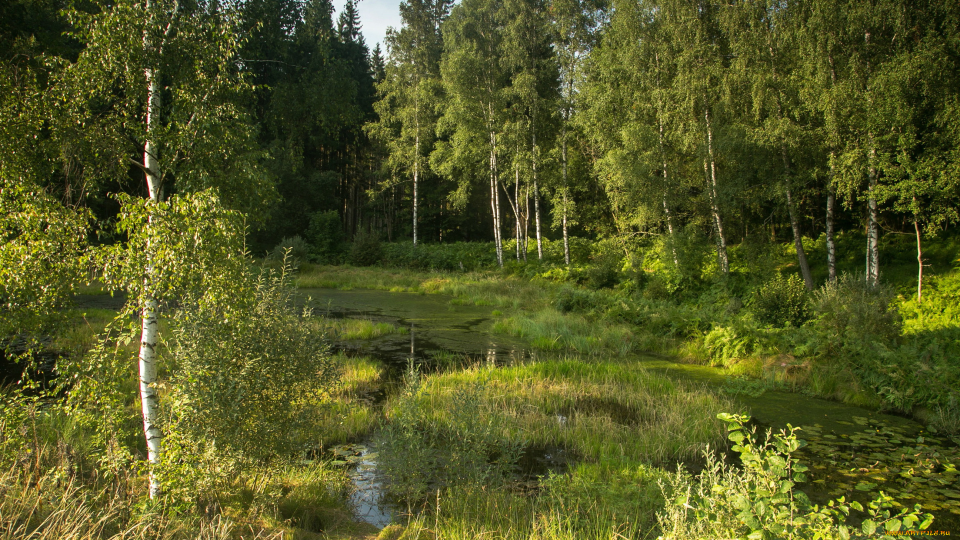 германия, бавария, природа, лес, река