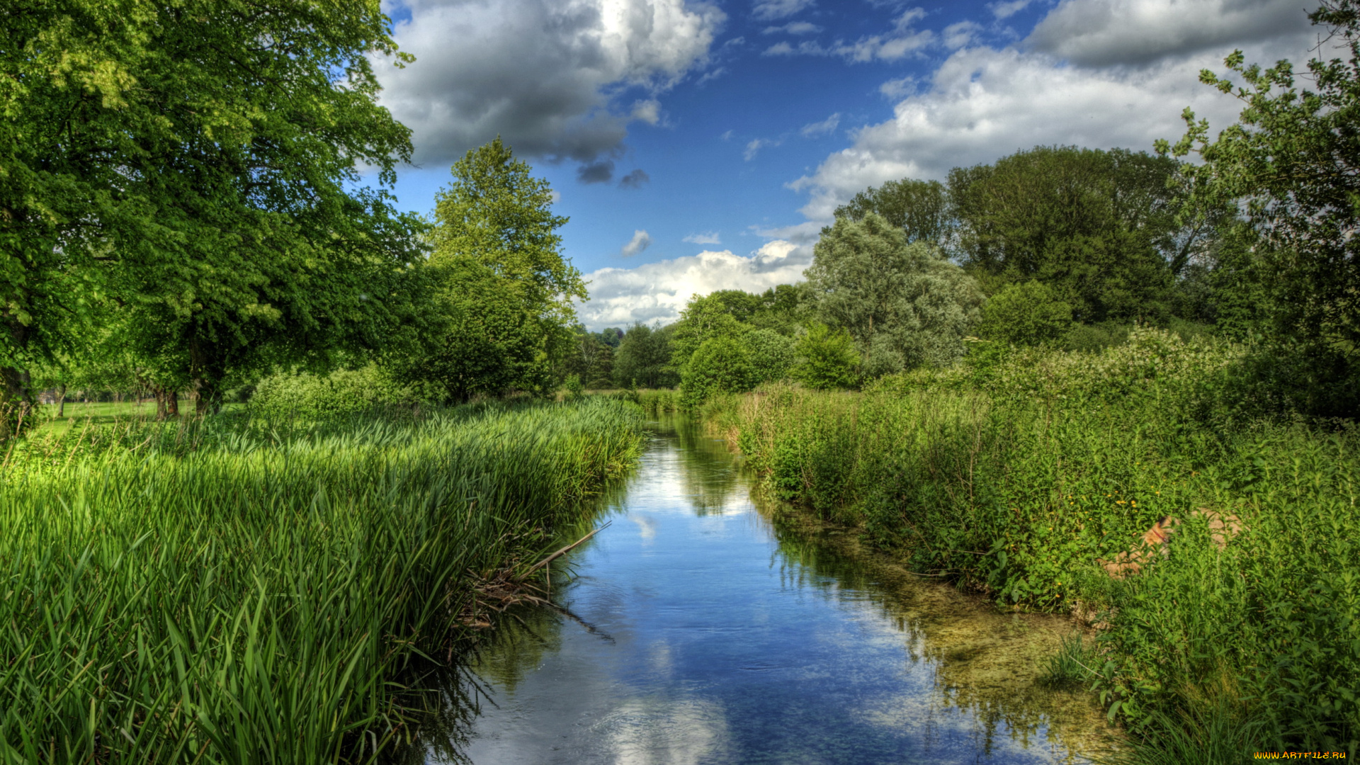 river, itchen, winchester, англия, природа, реки, озера, берег, камыши, река