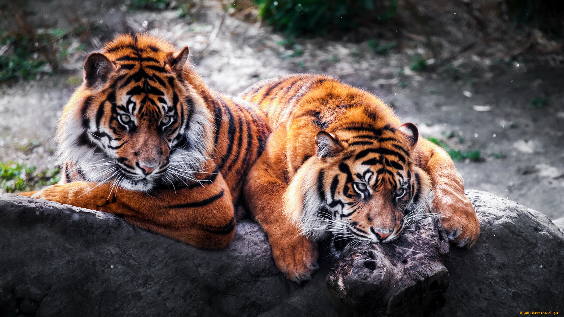 животные, тигры, пара