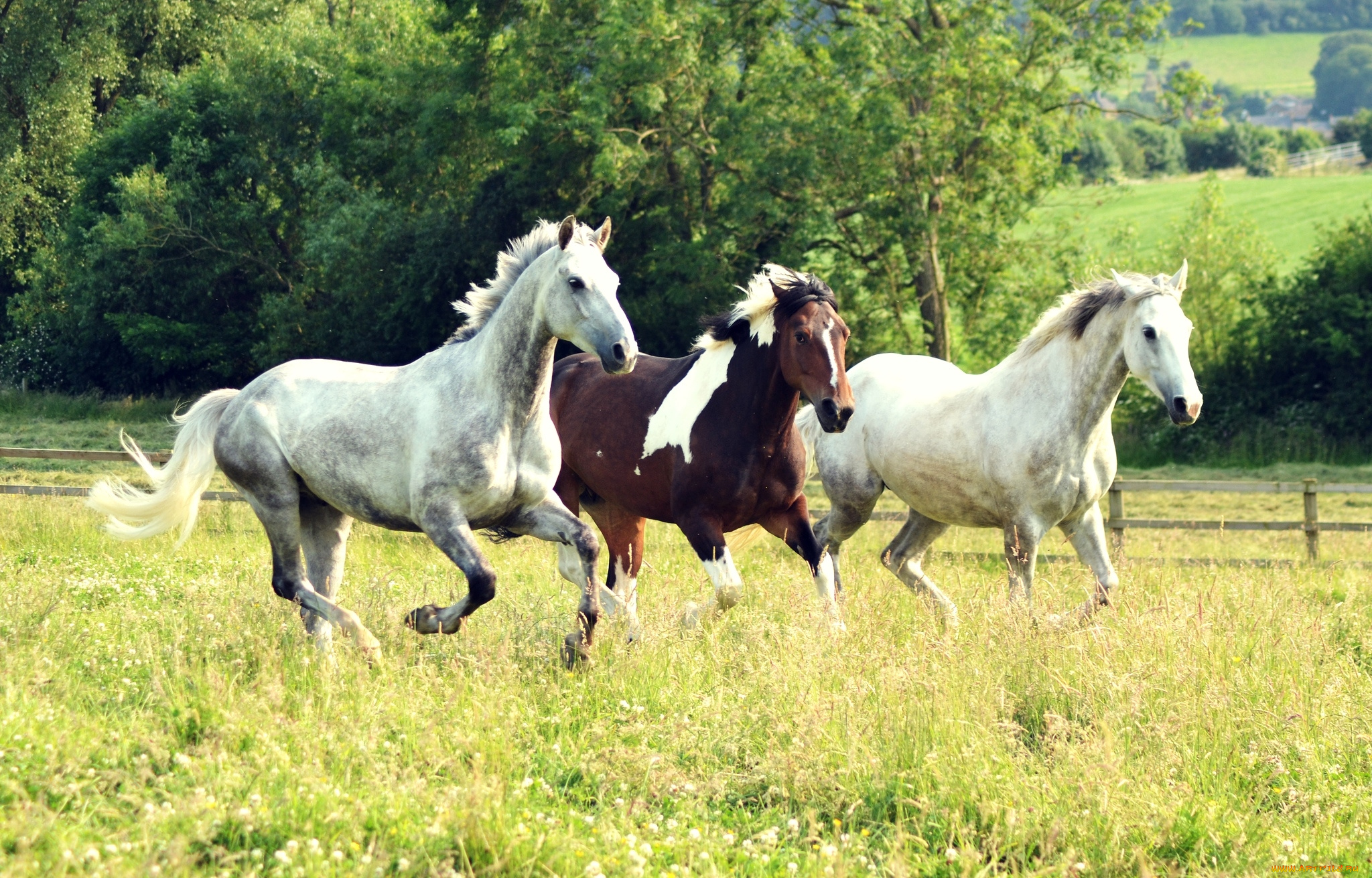 животные, лошади, тройка, бег