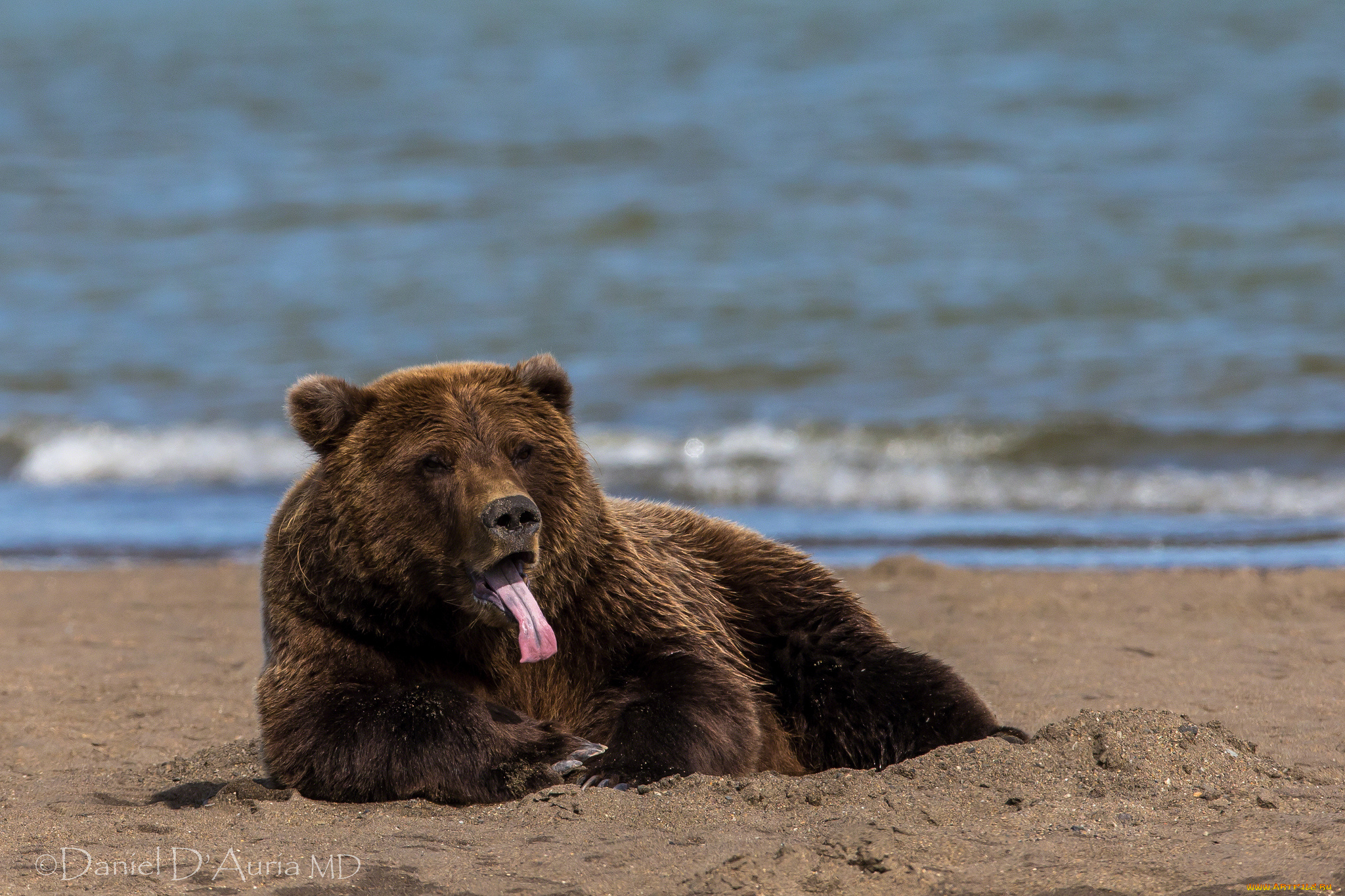 животные, медведи, бурый, пляж, язык