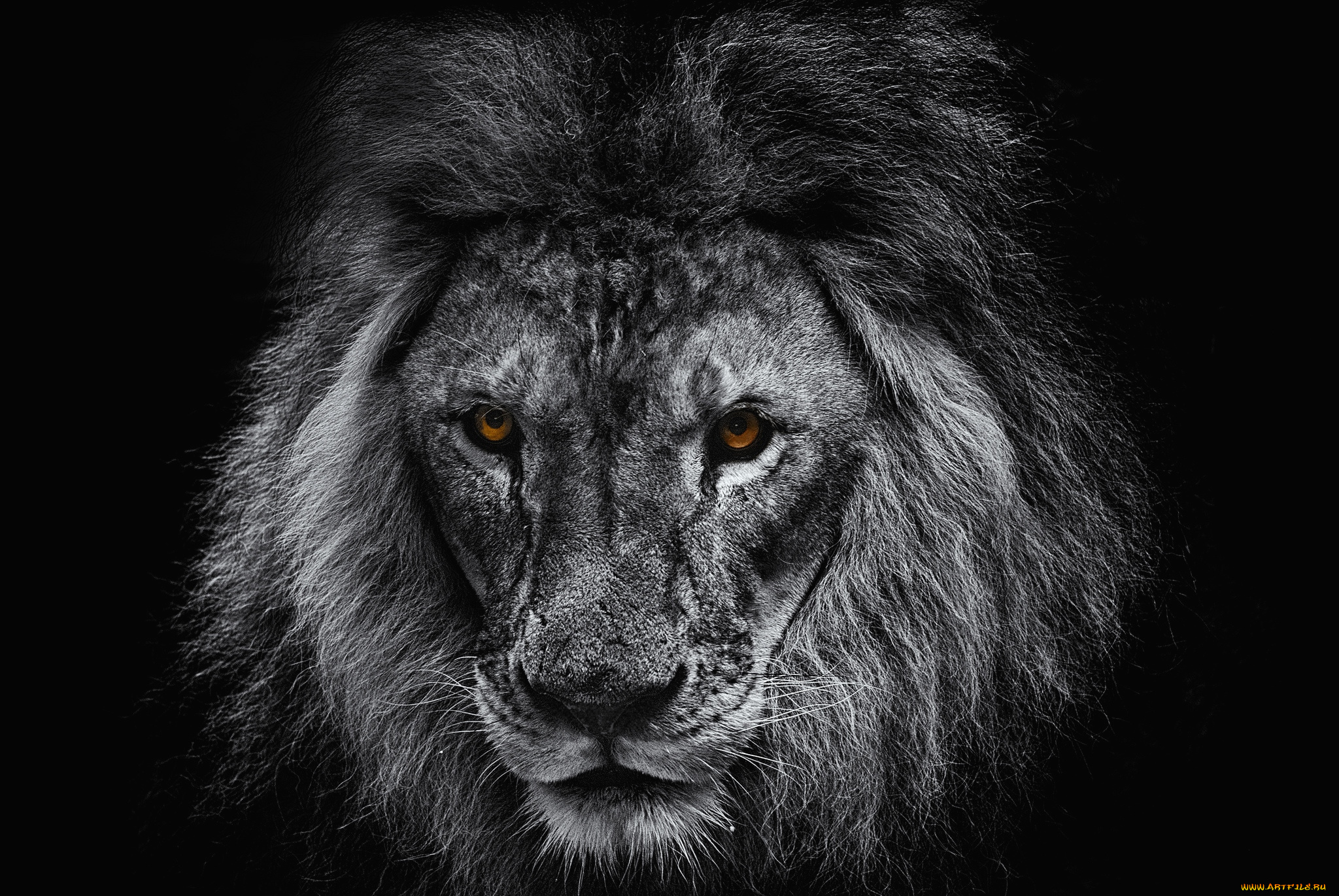 животные, львы, портрет, царь