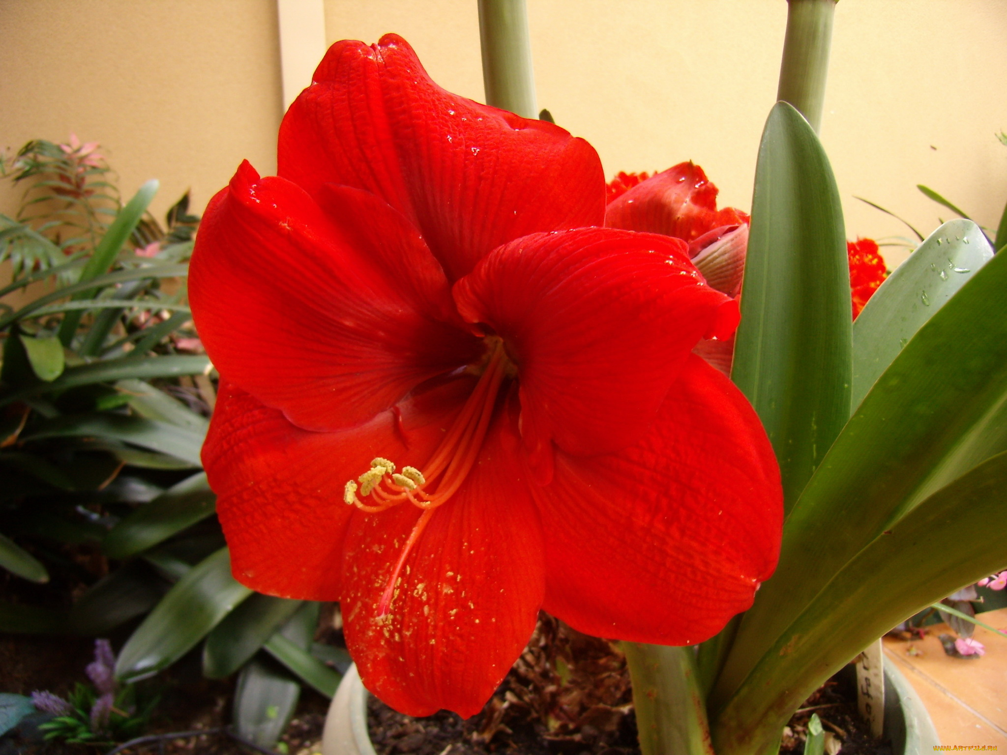 цветы, амариллисы, гиппеаструмы, amaryllis