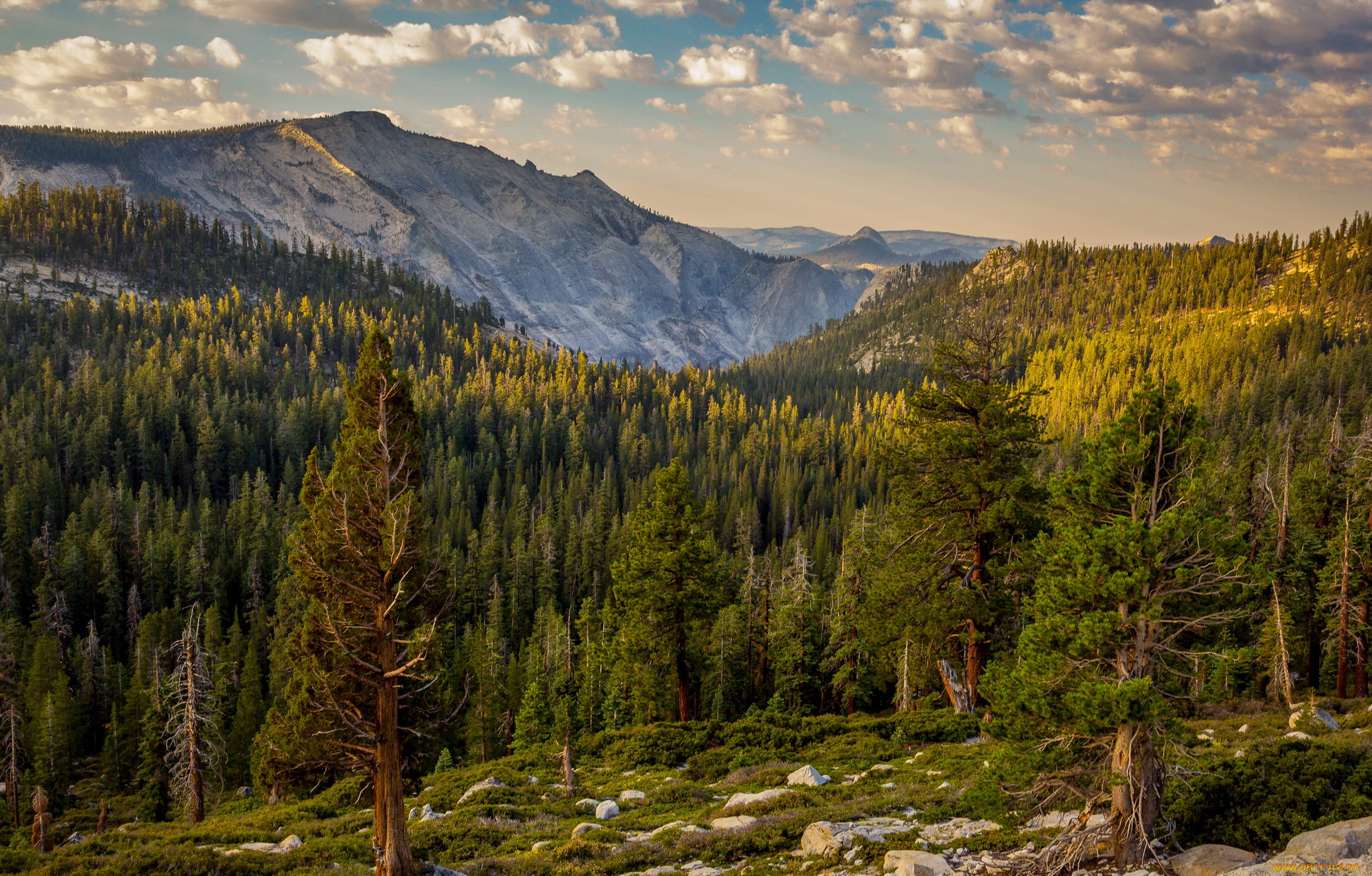 california, yosemite, national, park, природа, горы, лес