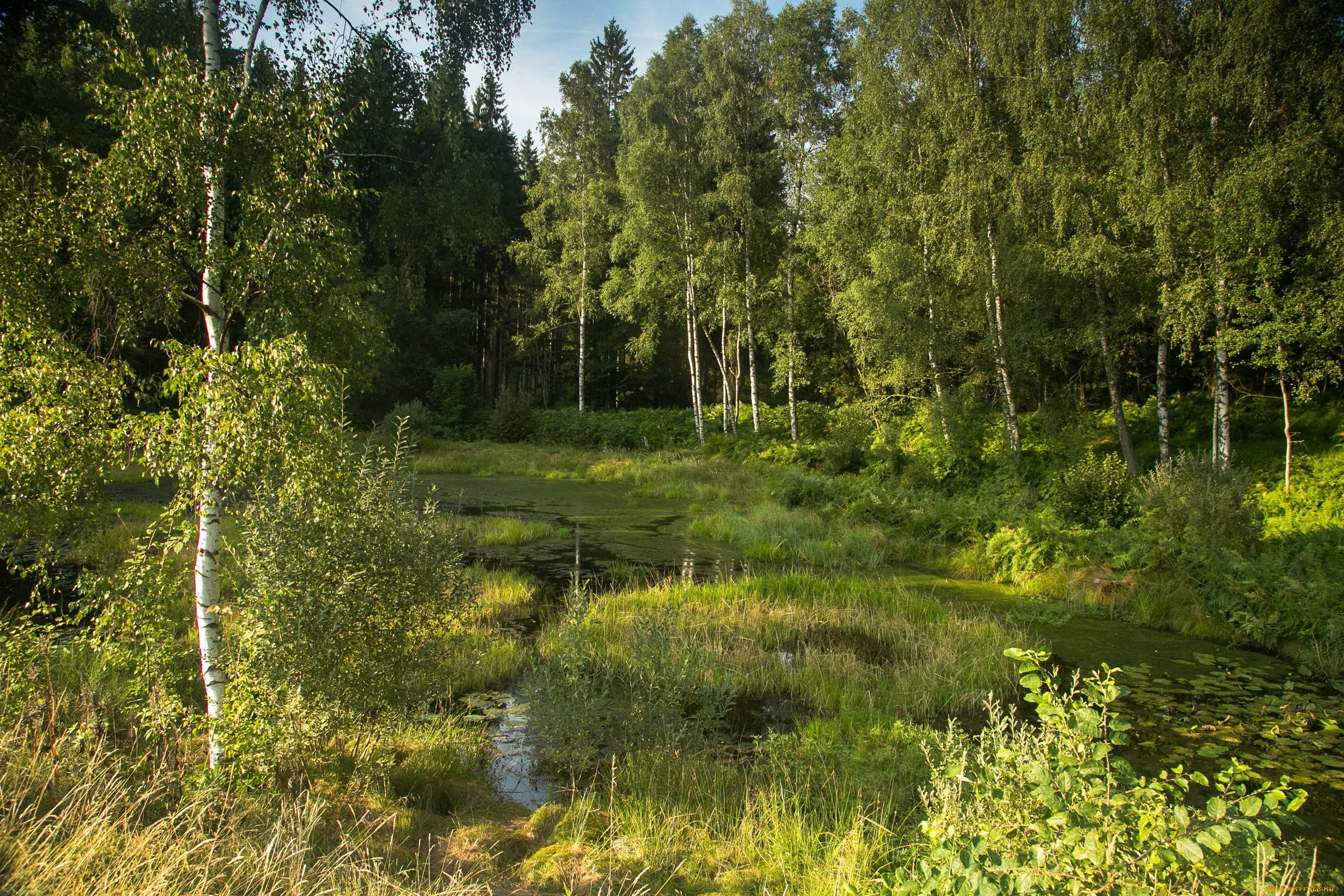 германия, бавария, природа, лес, река