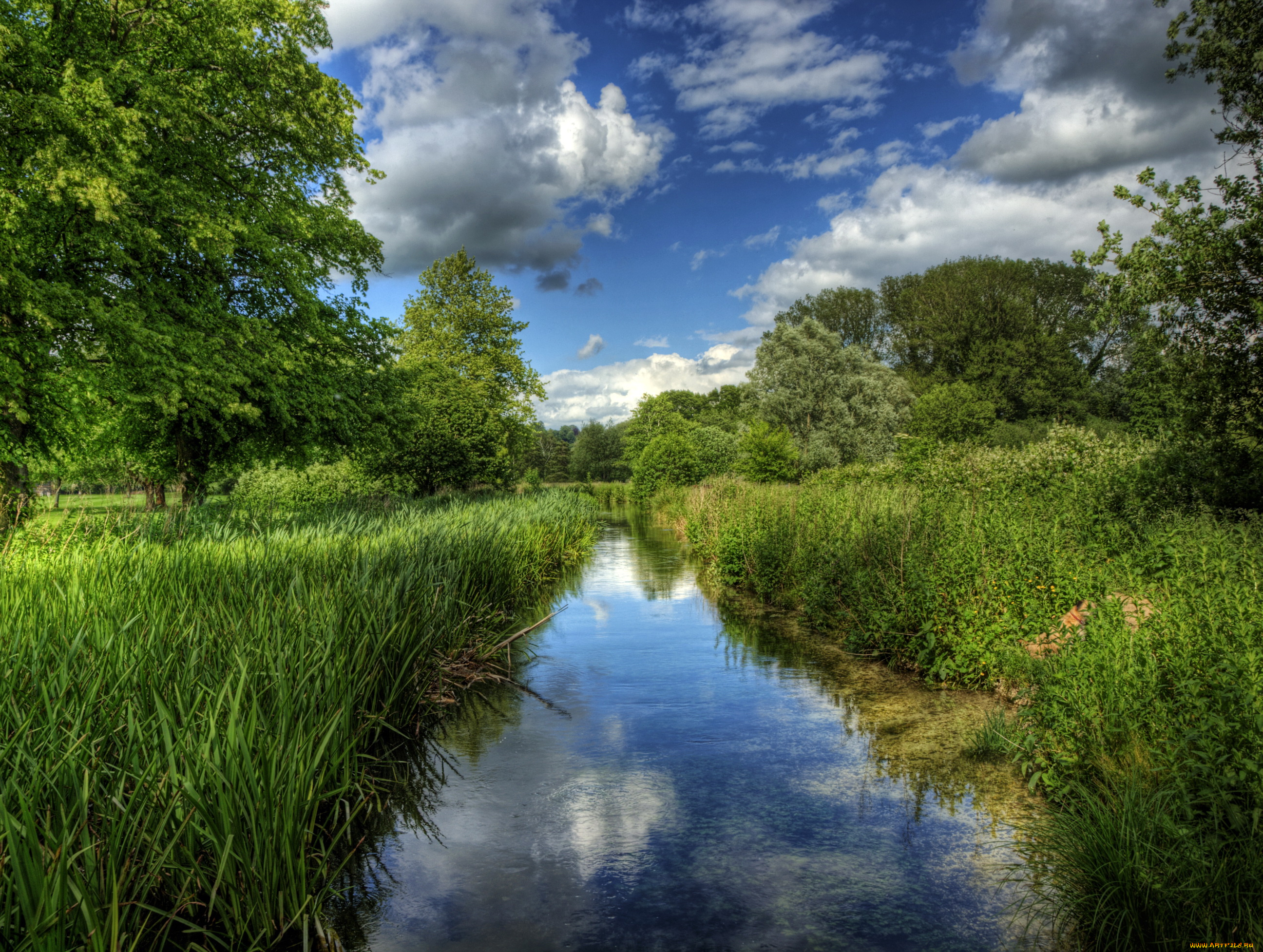 river, itchen, winchester, англия, природа, реки, озера, берег, камыши, река