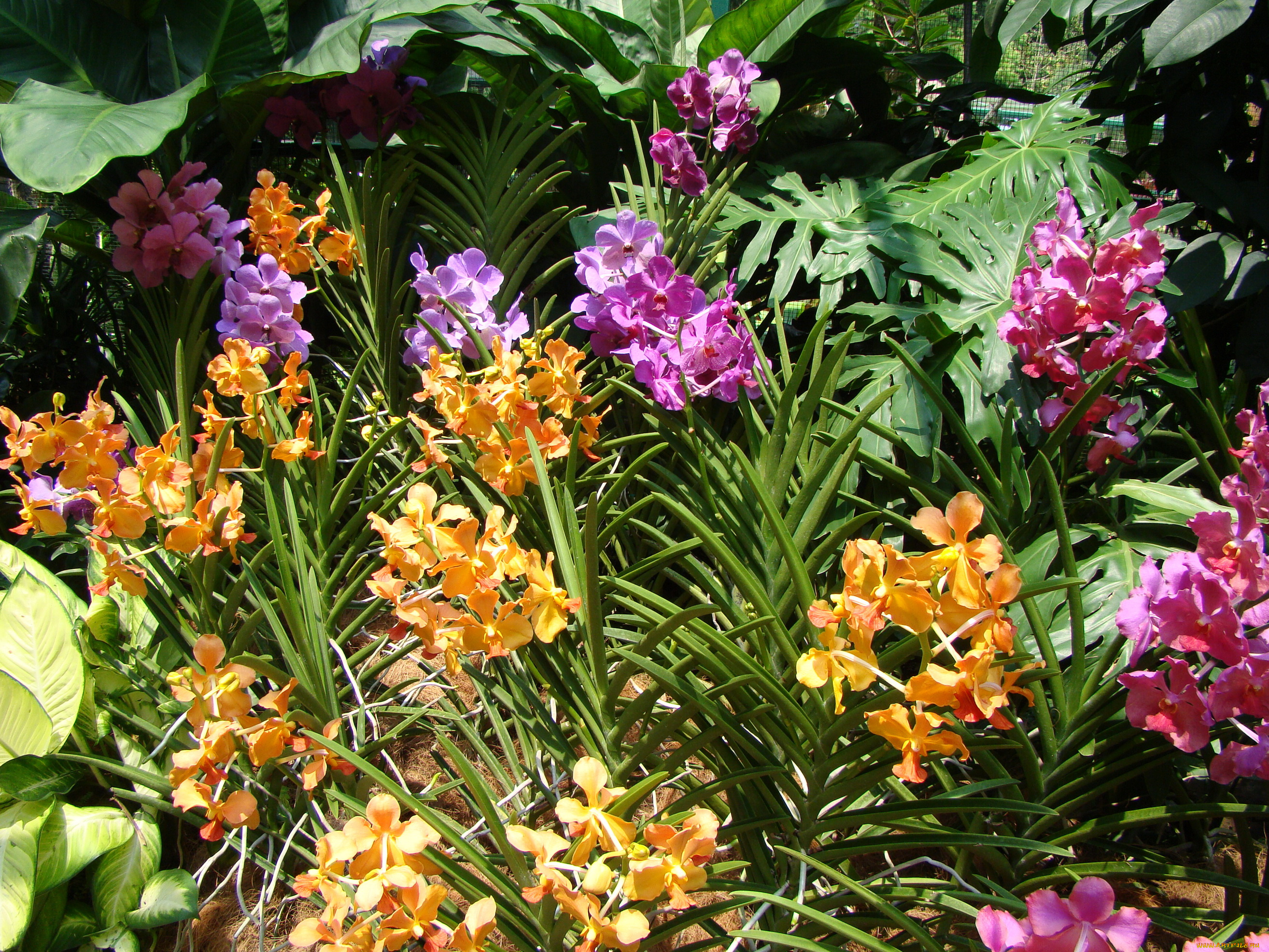 цветы, орхидеи, сад