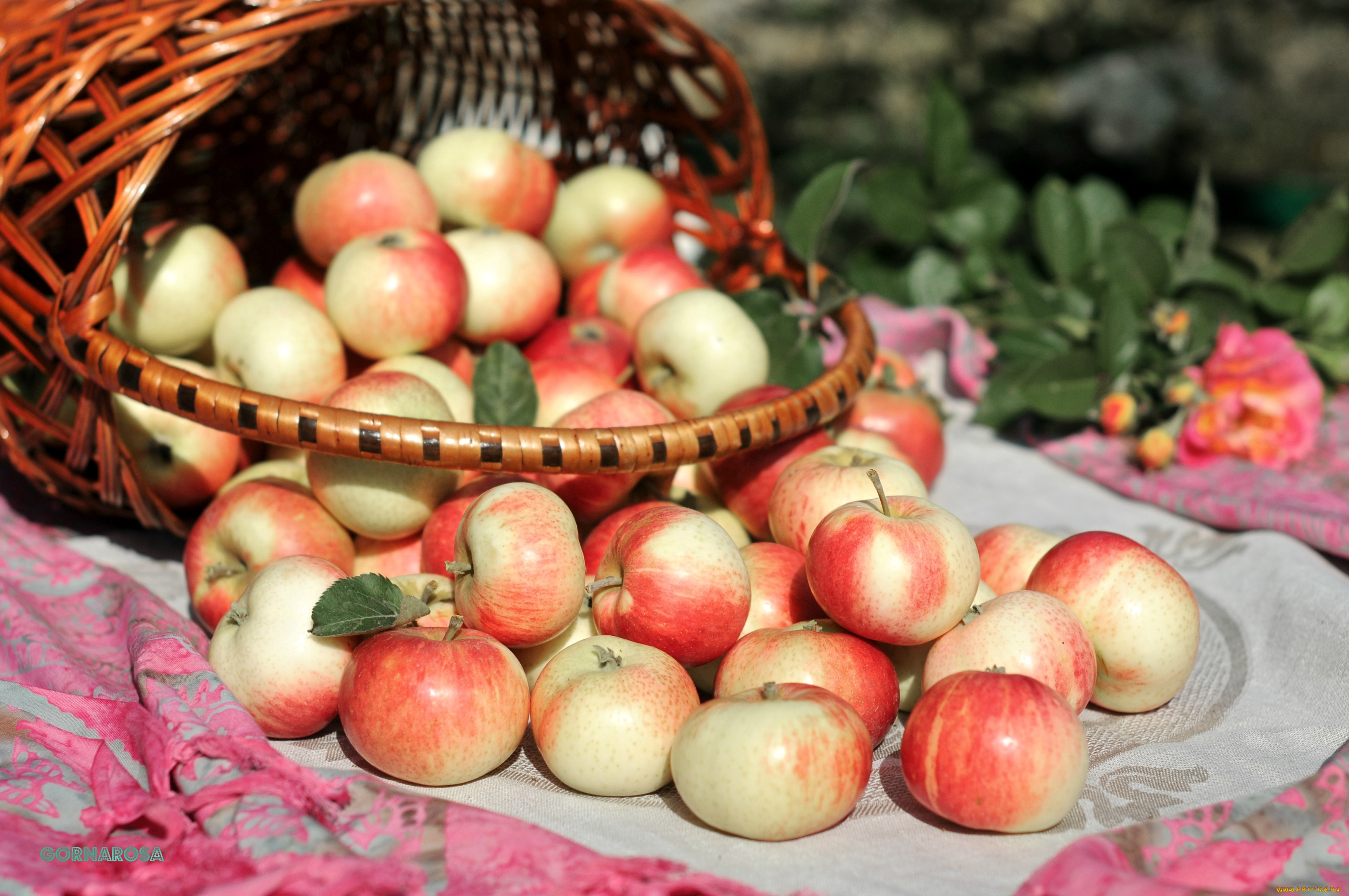 Флера яблоки. Осень яблоки. Корзинка с яблоками. Яблоко на столе. Наманганские яблоки.