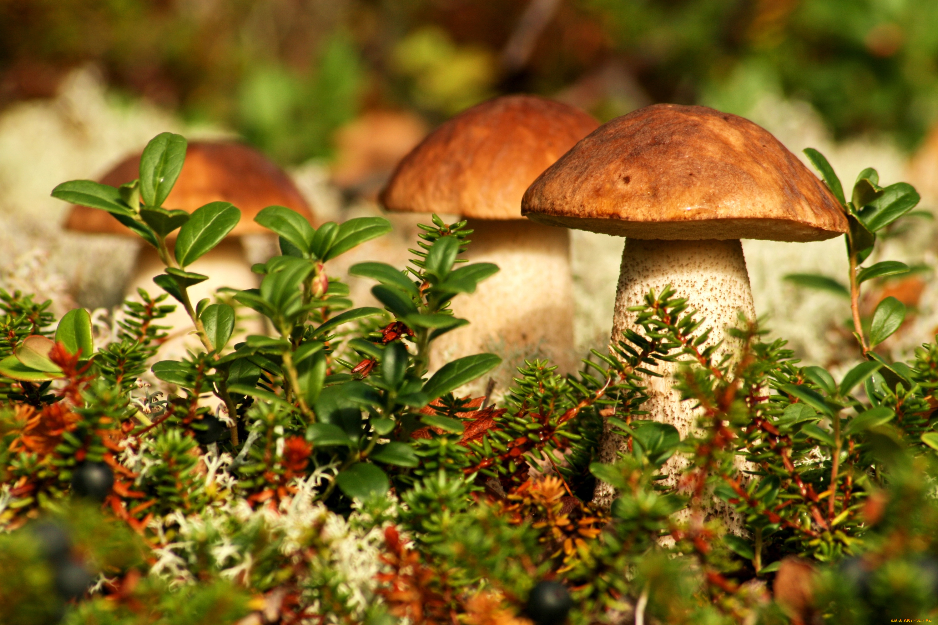 природа, грибы, боровики