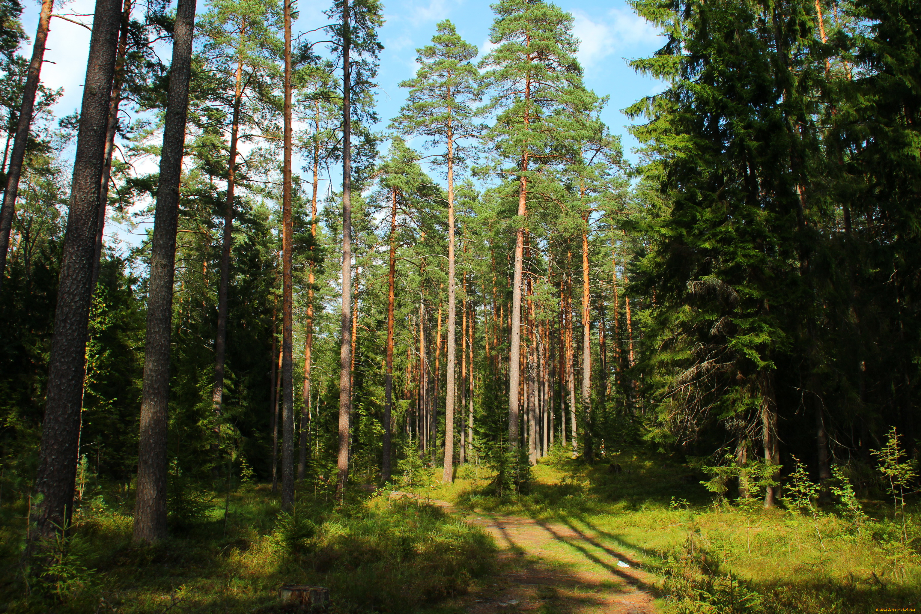 комарово, санкт, петербург, природа, лес, тропинка