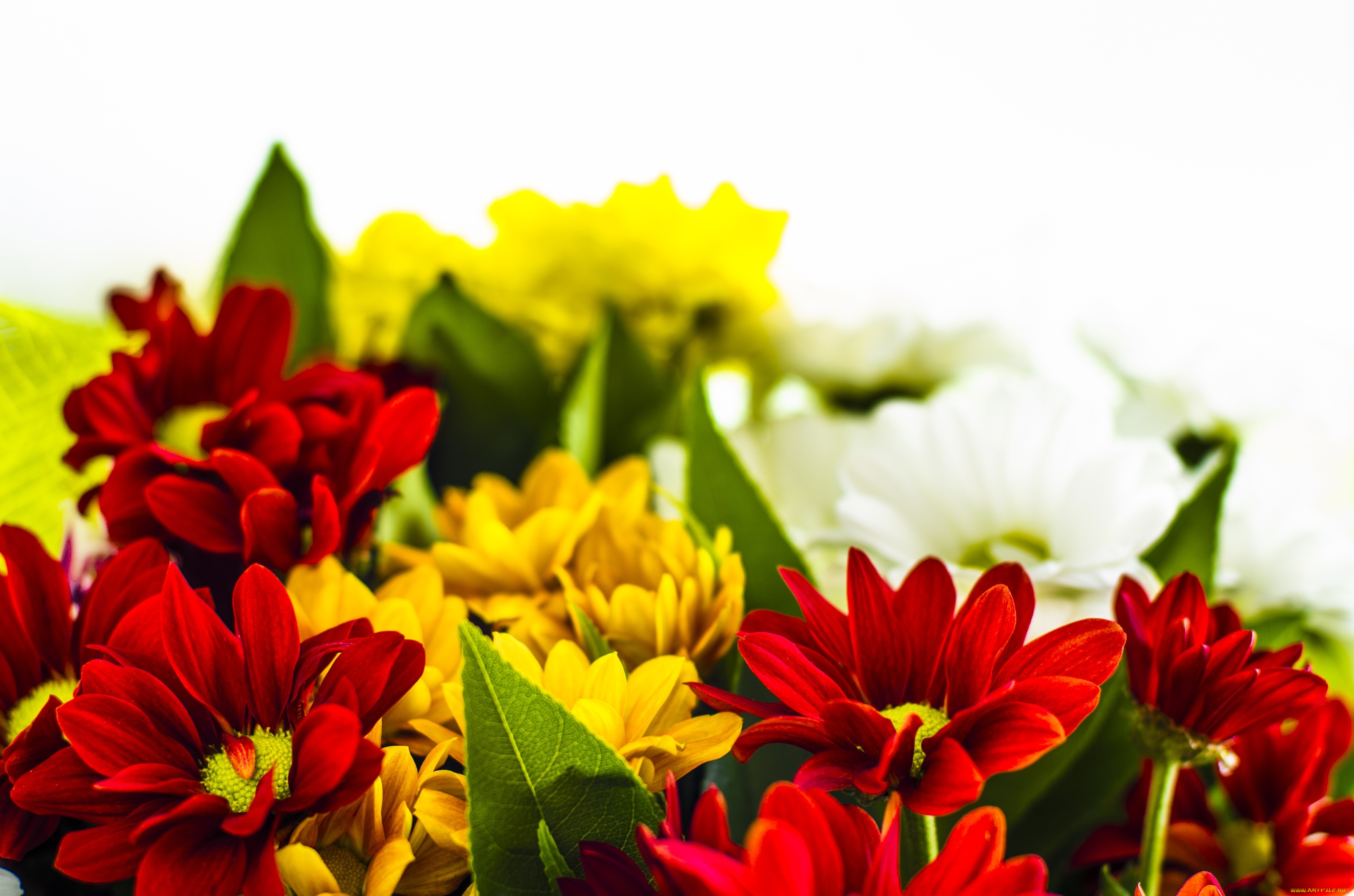 цветы, хризантемы, разноцветный