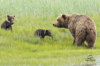 Картинка животные медведи мама малыши