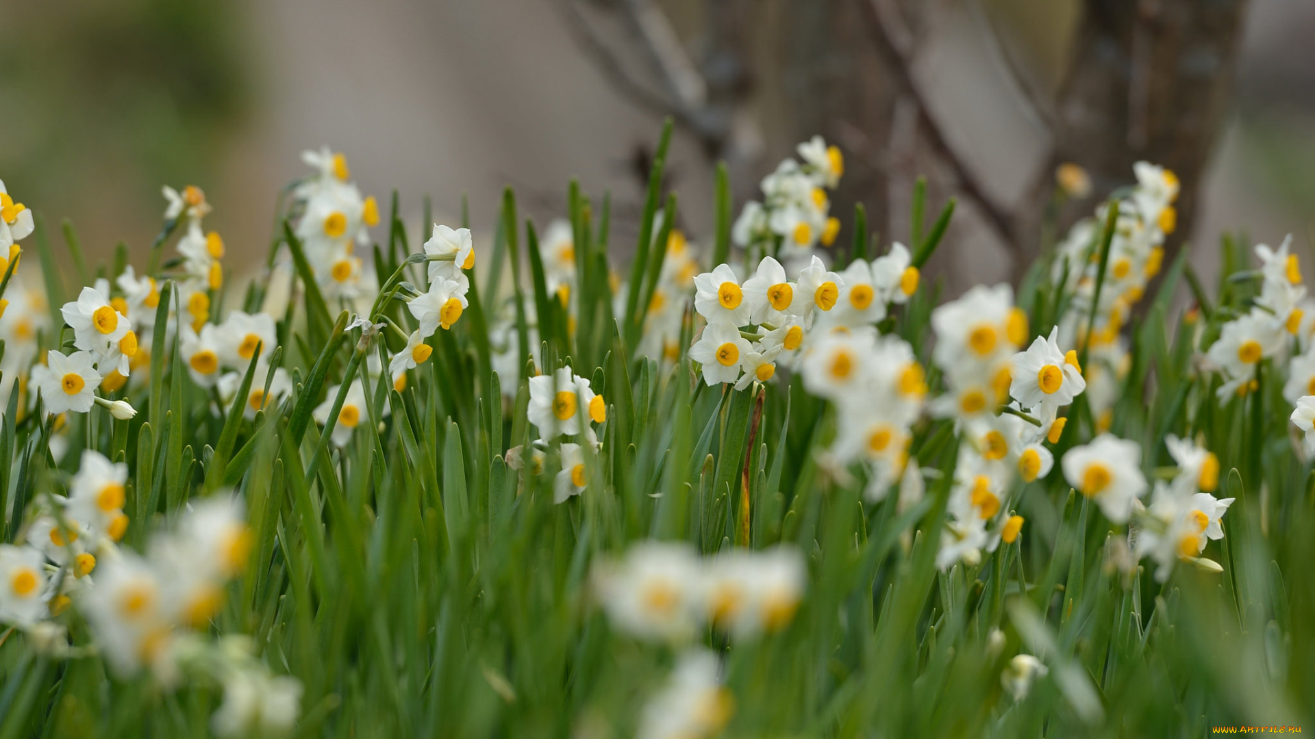 цветы, нарциссы, весна, daffodils, meadow, flowers, spring, полянка, цветение, flowering