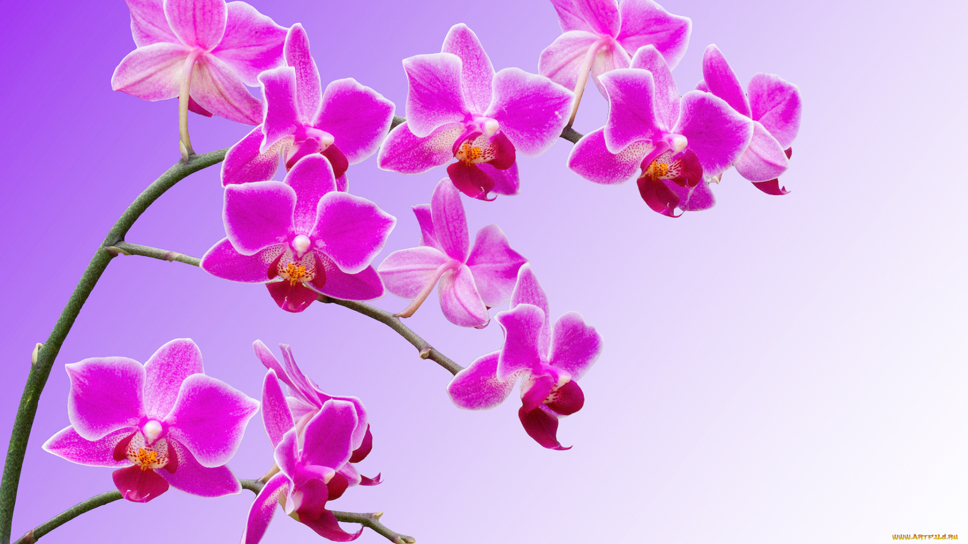 цветы, орхидеи, макро, лепестки, ветка, орхидея