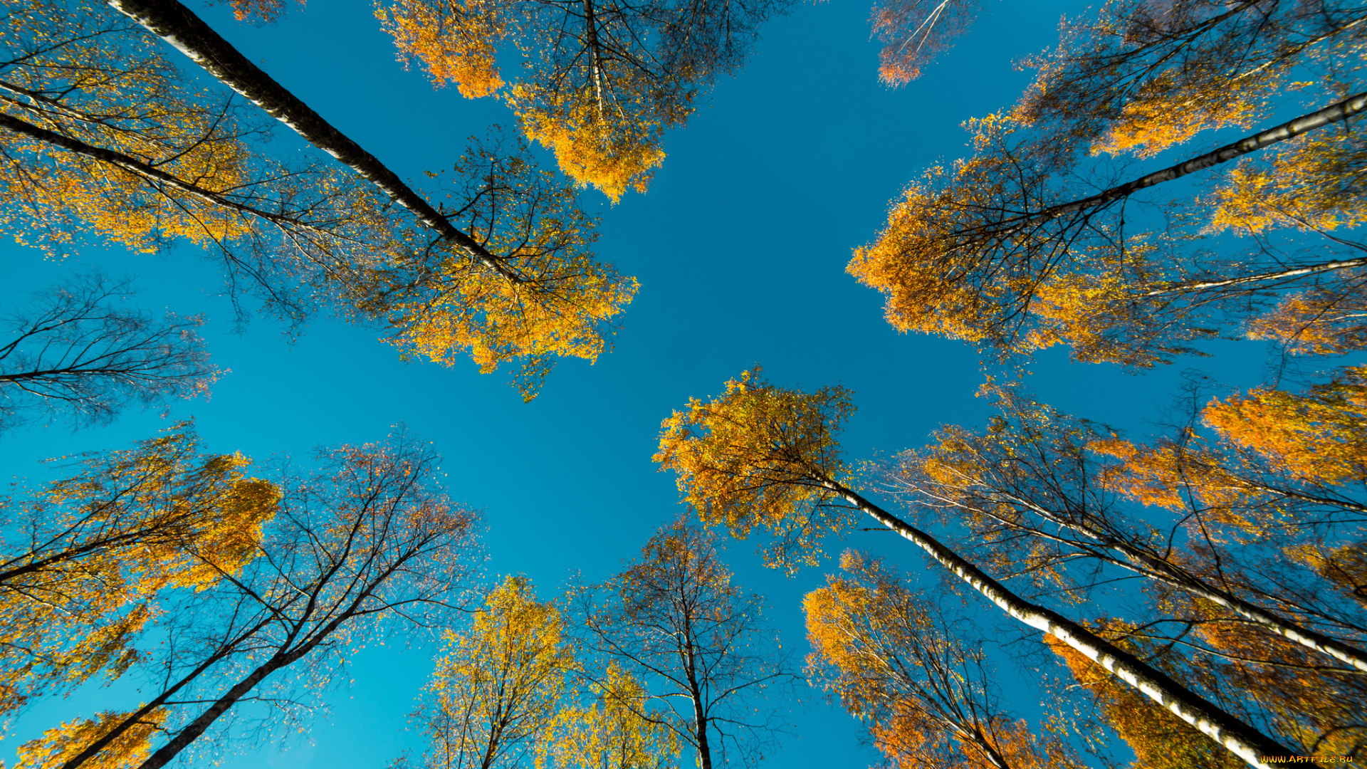 природа, деревья, небо, осень