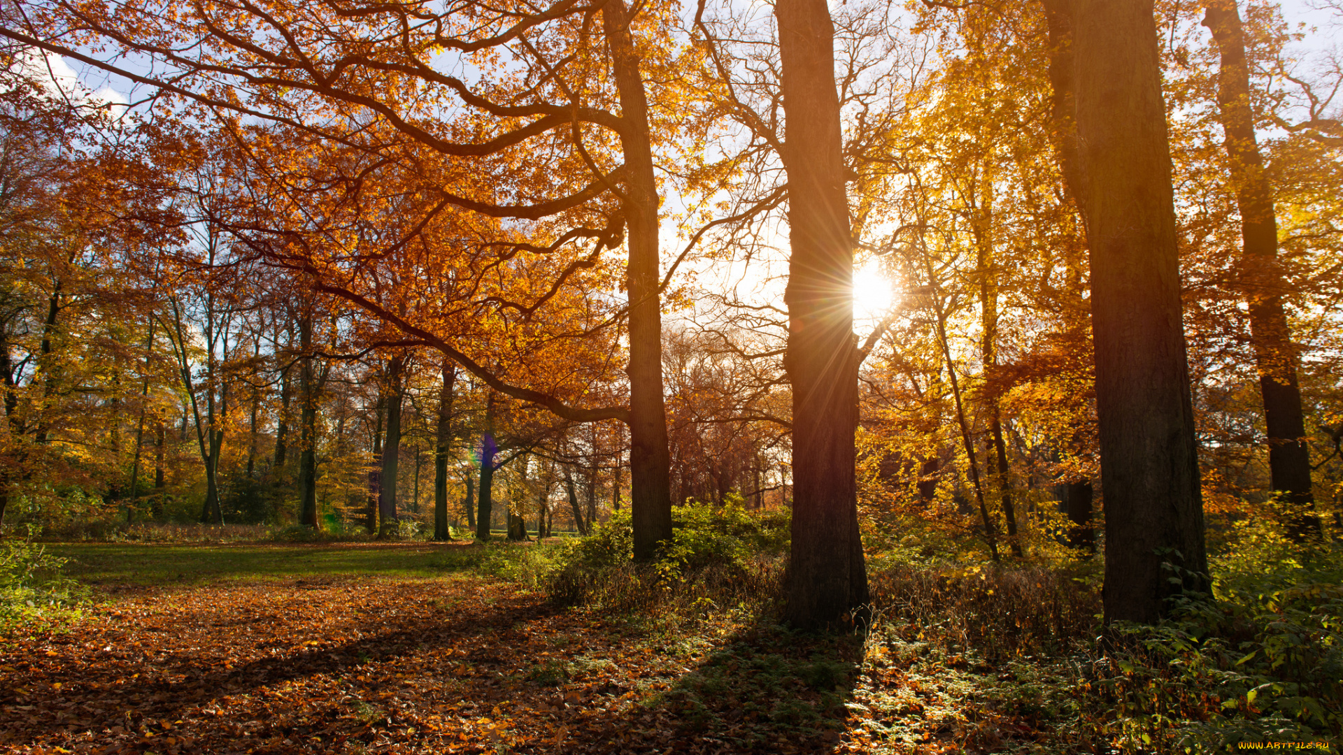 природа, дороги, нидерланды, гаага, парк, осень, ноябрь, деревья, тени, солнце, солничный, день