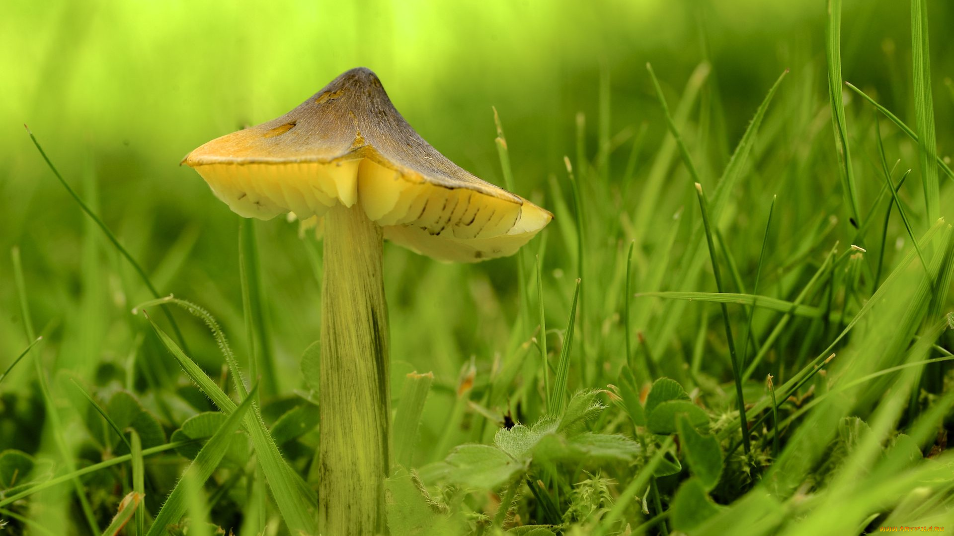 природа, грибы, зелень, гриб, трава