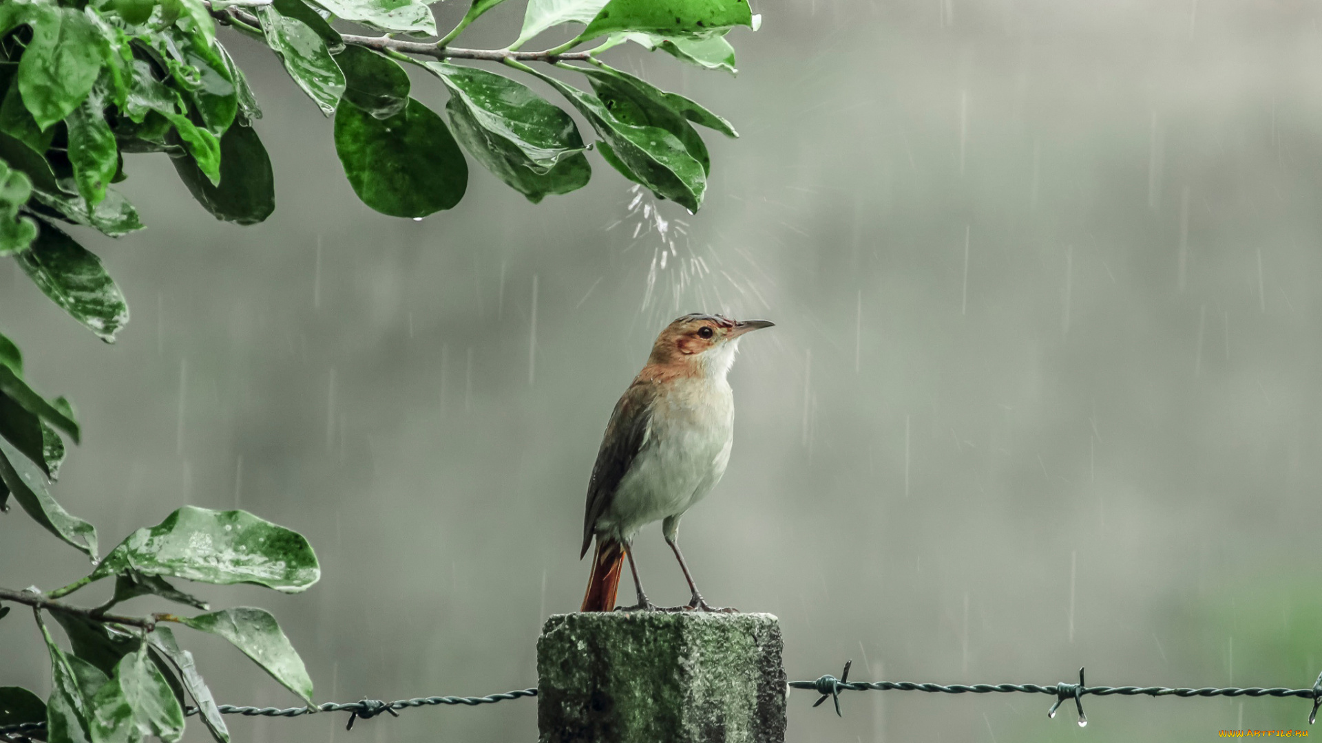 животные, птицы, капли, дождь, птичка