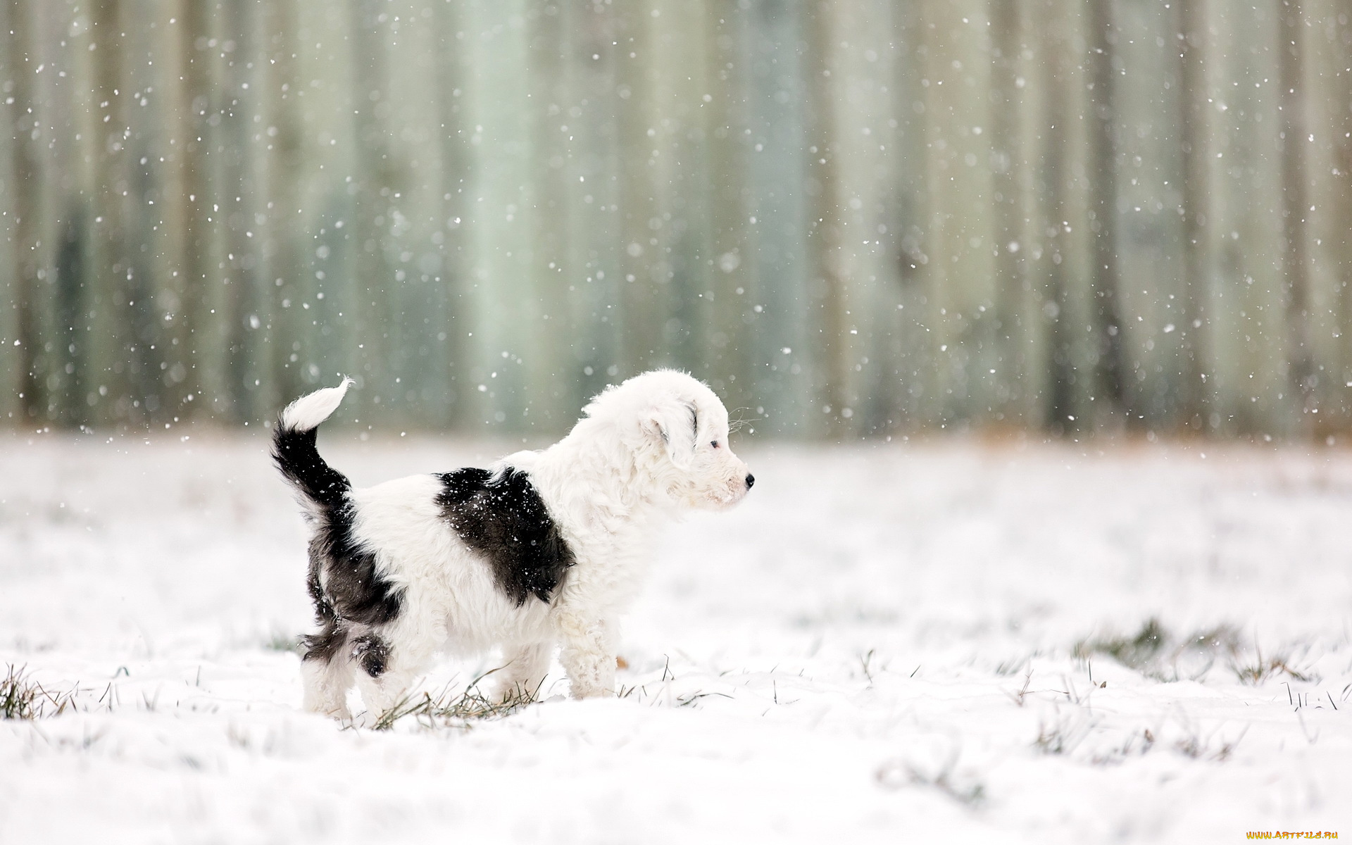 животные, собаки, снег, фон, щенок