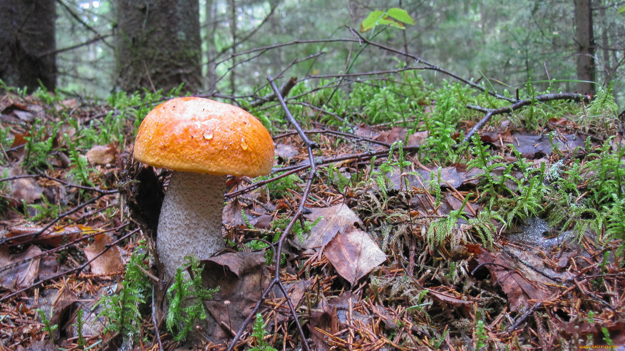 природа, грибы, подберезовик, лес, осень