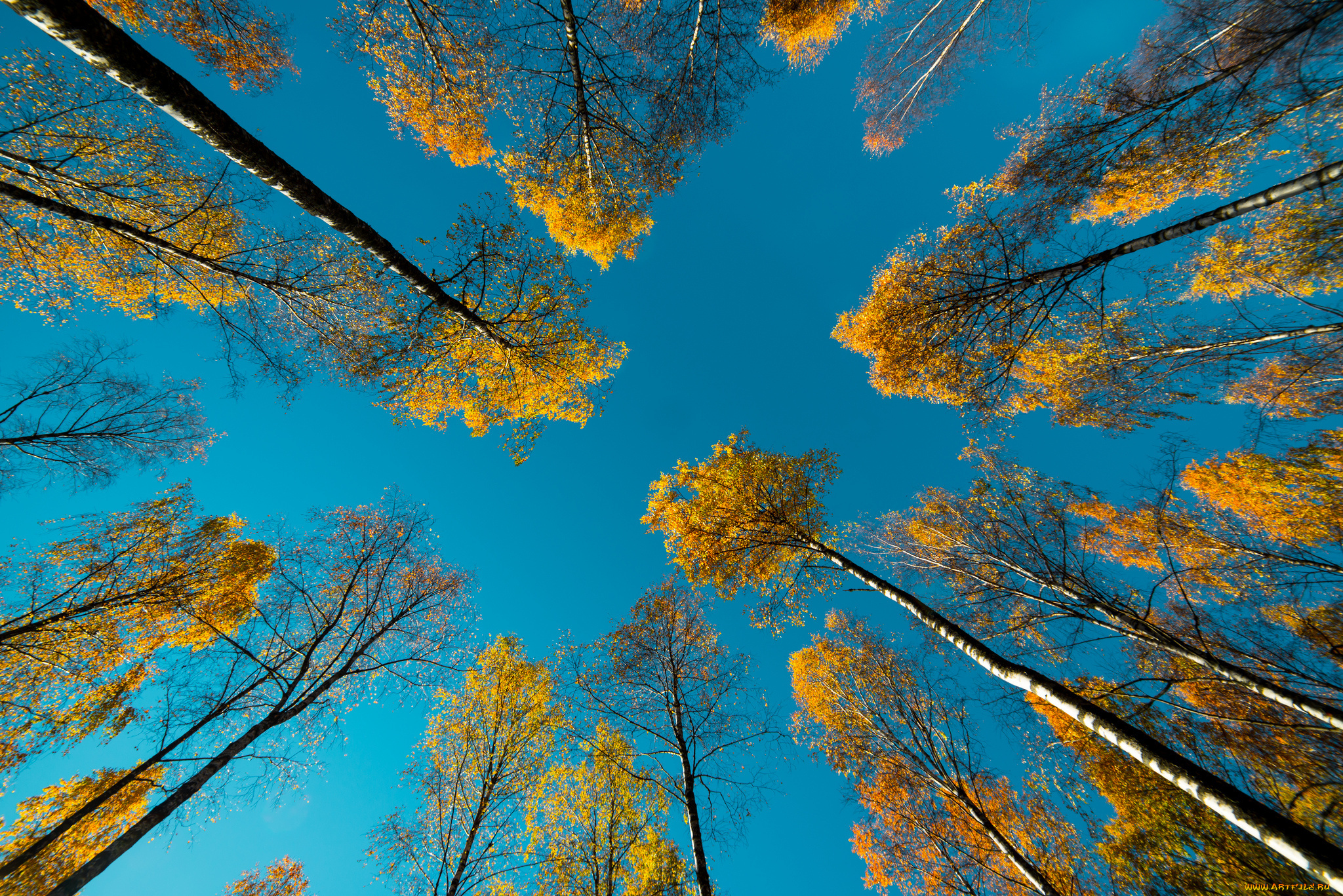 природа, деревья, небо, осень