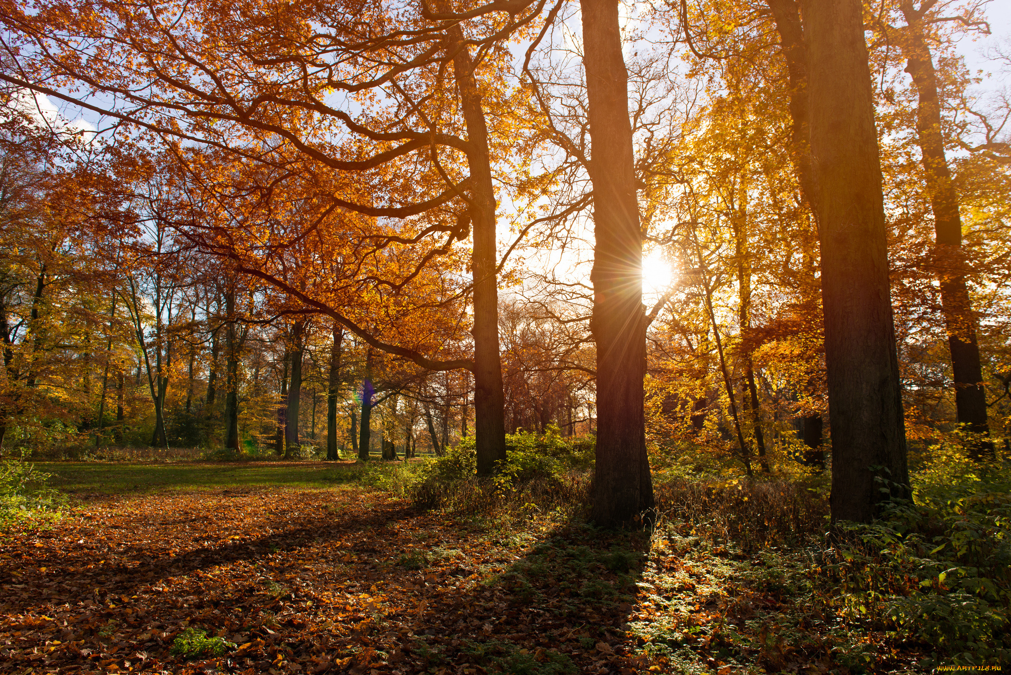 природа, дороги, нидерланды, гаага, парк, осень, ноябрь, деревья, тени, солнце, солничный, день