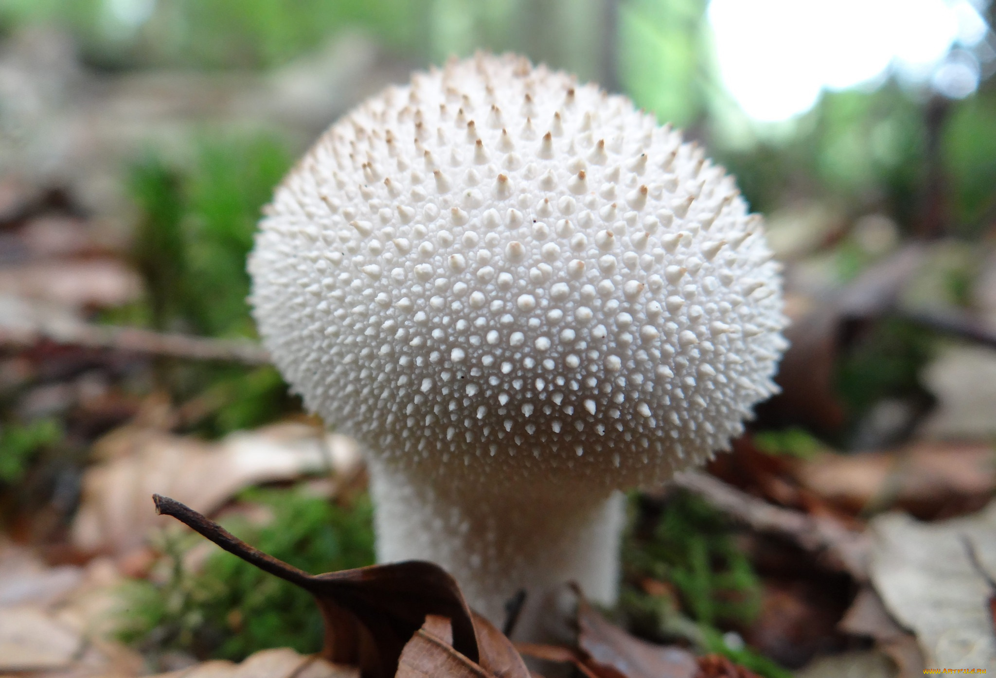 природа, грибы, гриб, белый, дождевик, шипастый